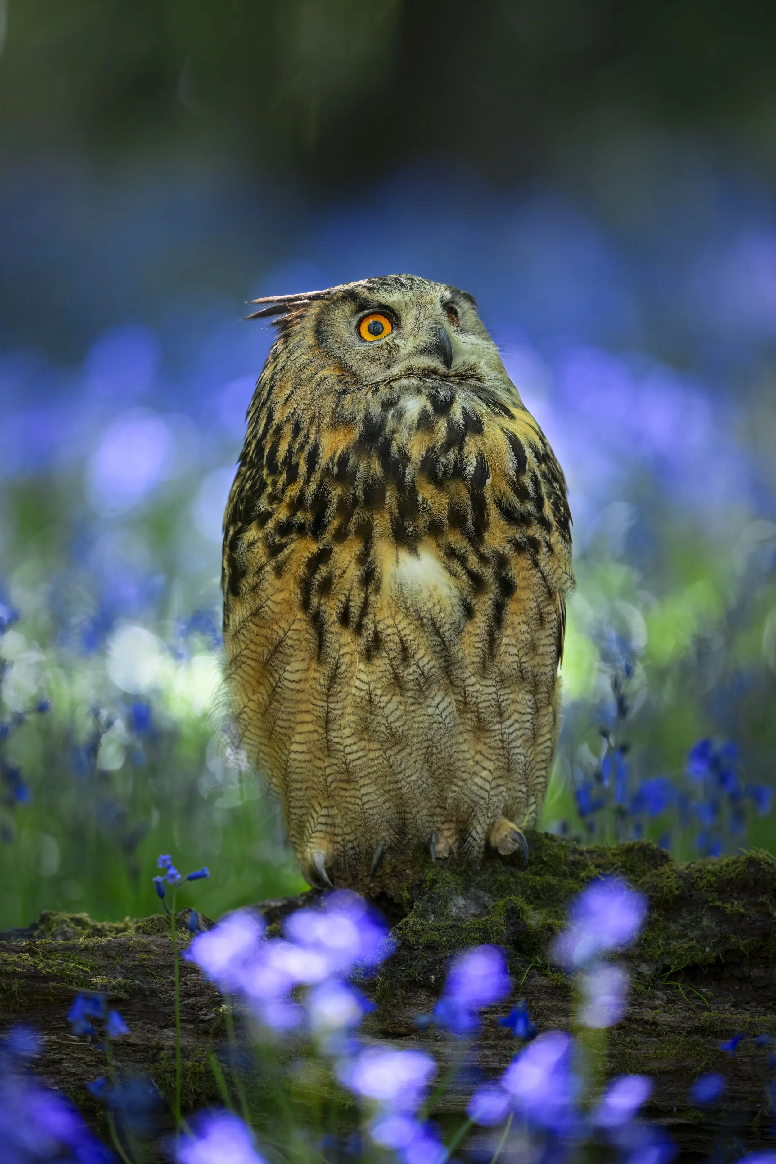 BWC - Owls in Bluebells -Apr 2026 (1819).JPG