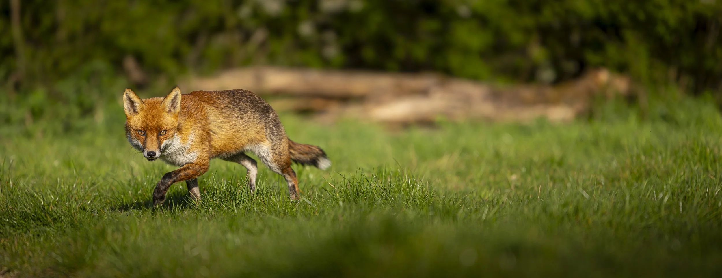 Fox Hide - Rayleigh - Apr 2025 (184).JPG