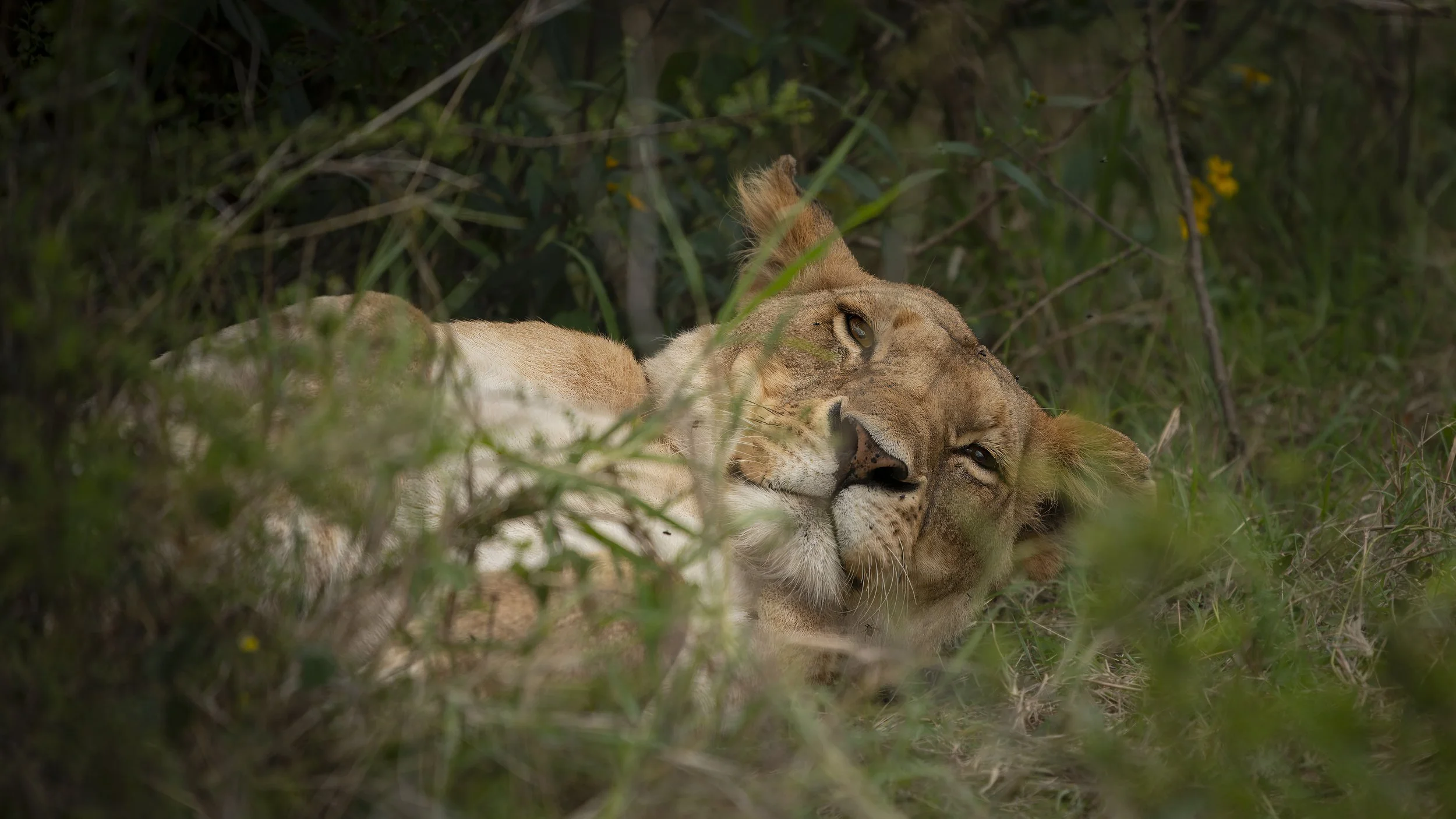 Safari Mara 2025 (220).JPG