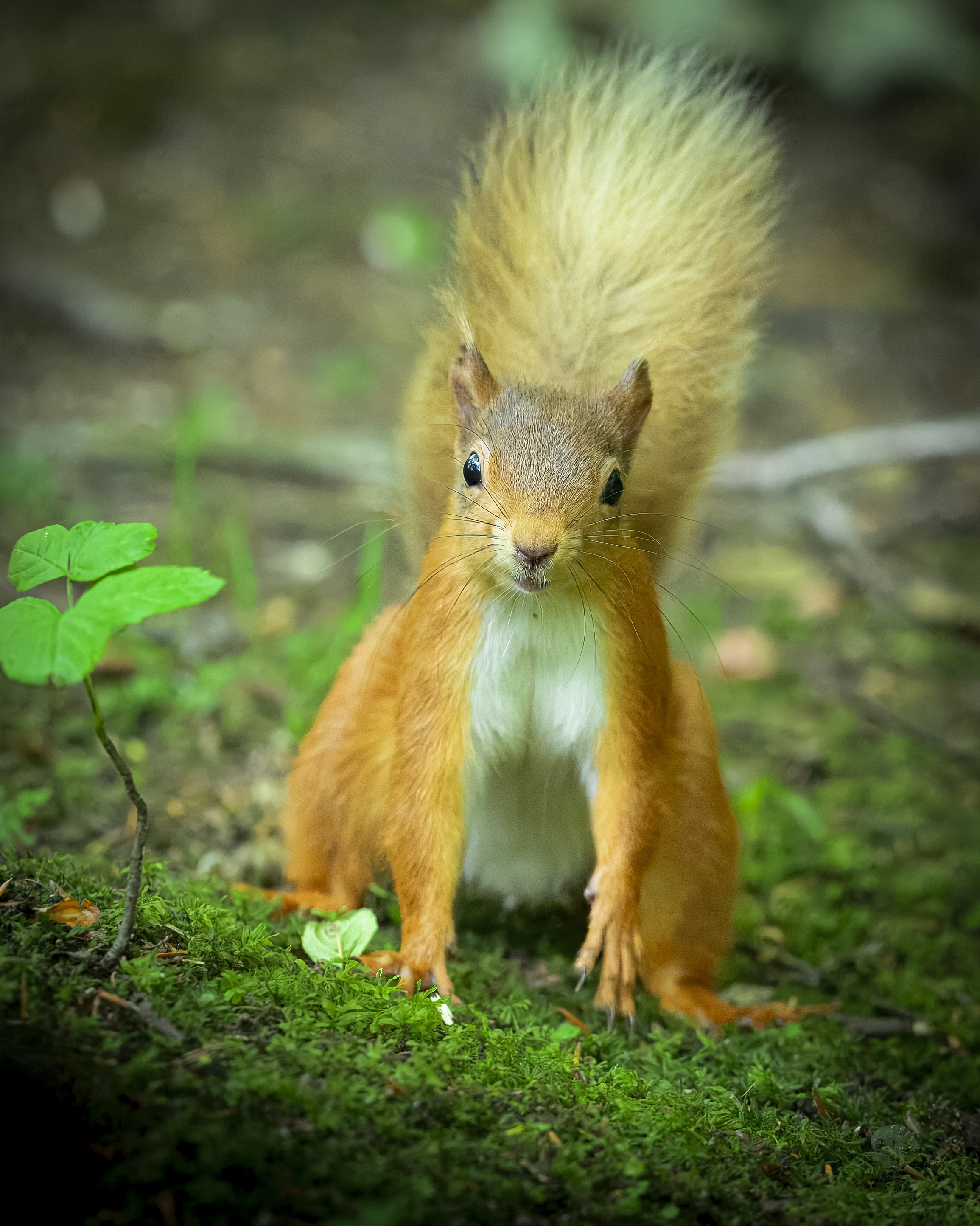 GB Coast 25 x (2373).JPG