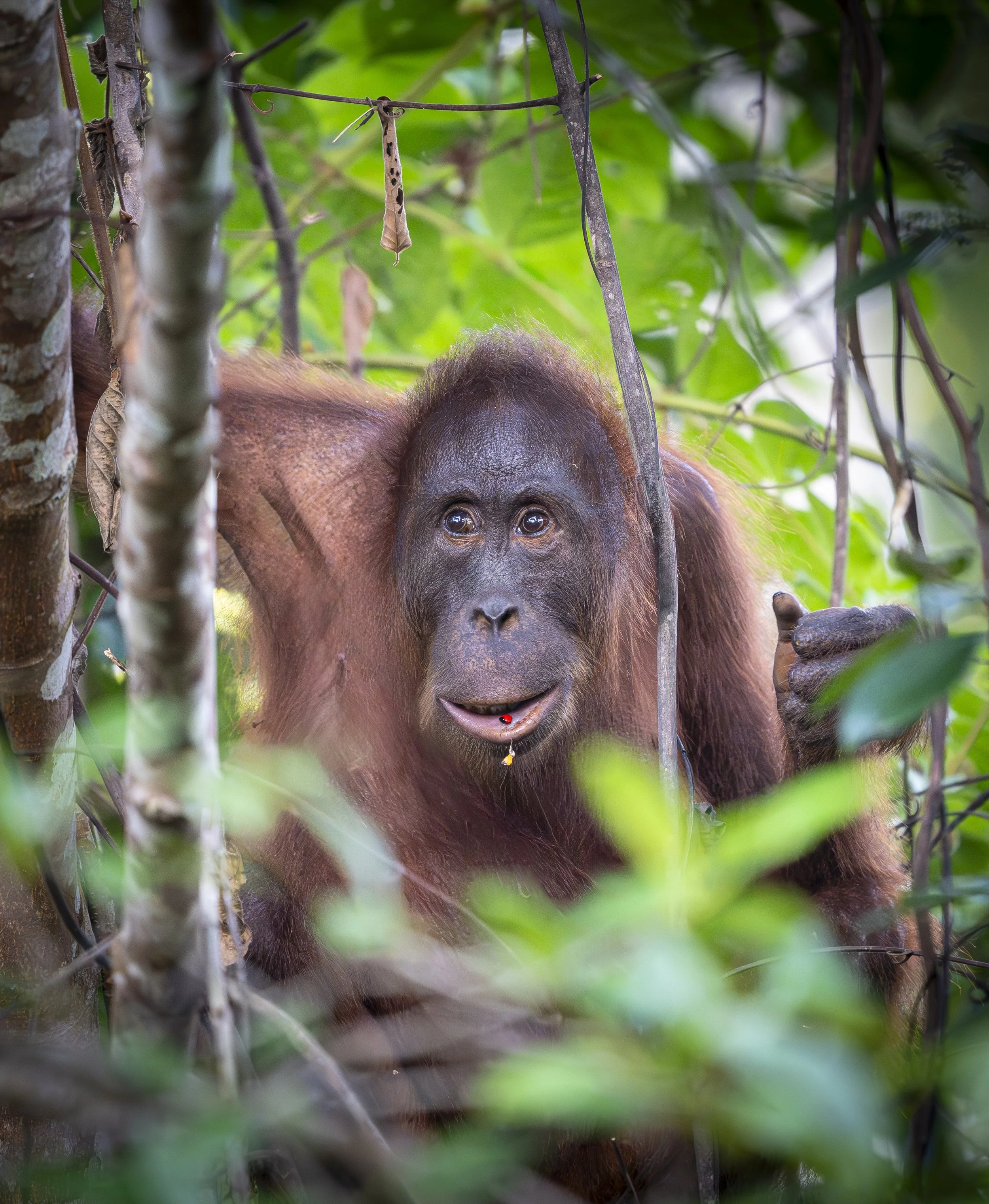 Sing & Borneo  (3154)-Enhanced-NR-Edit.JPG