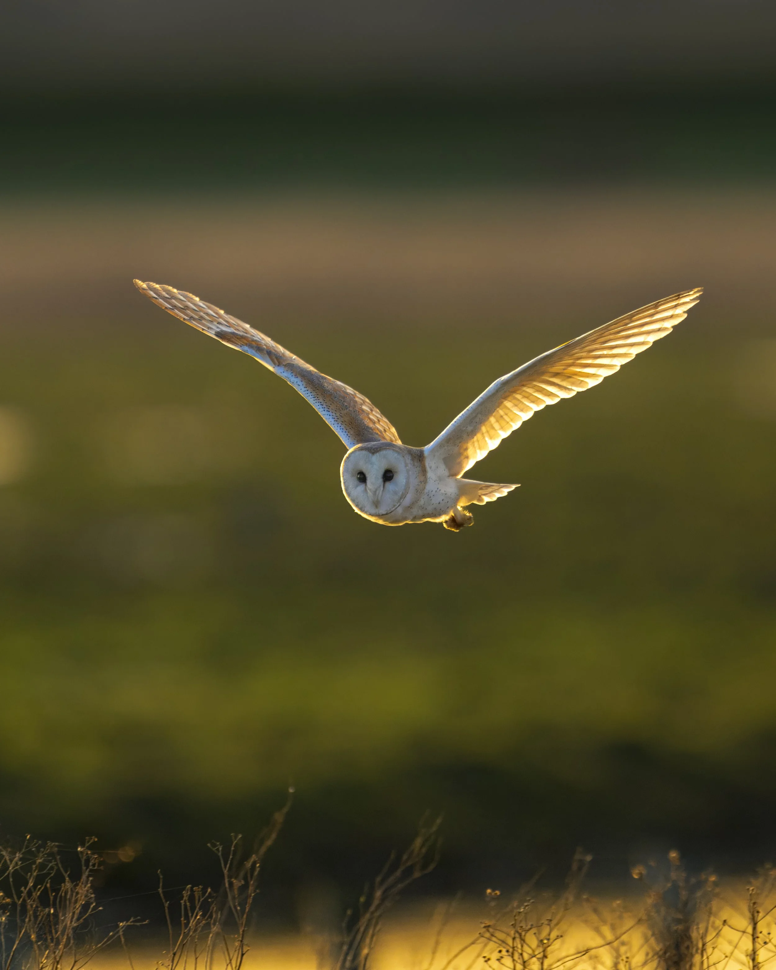 Wallasea Island - 800mm - 25.2.26 (77).JPG