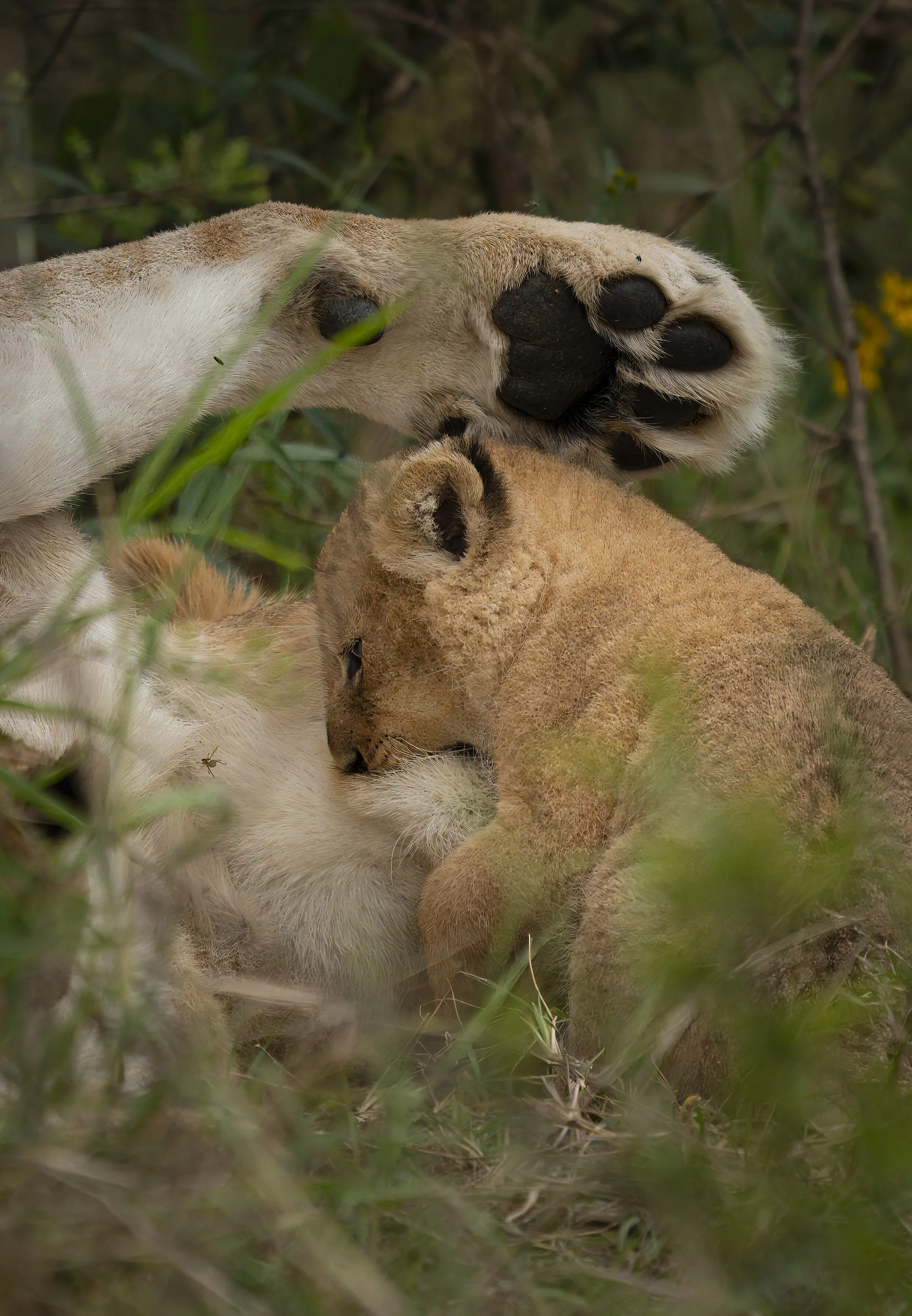 Safari Mara 2025 (253).JPG