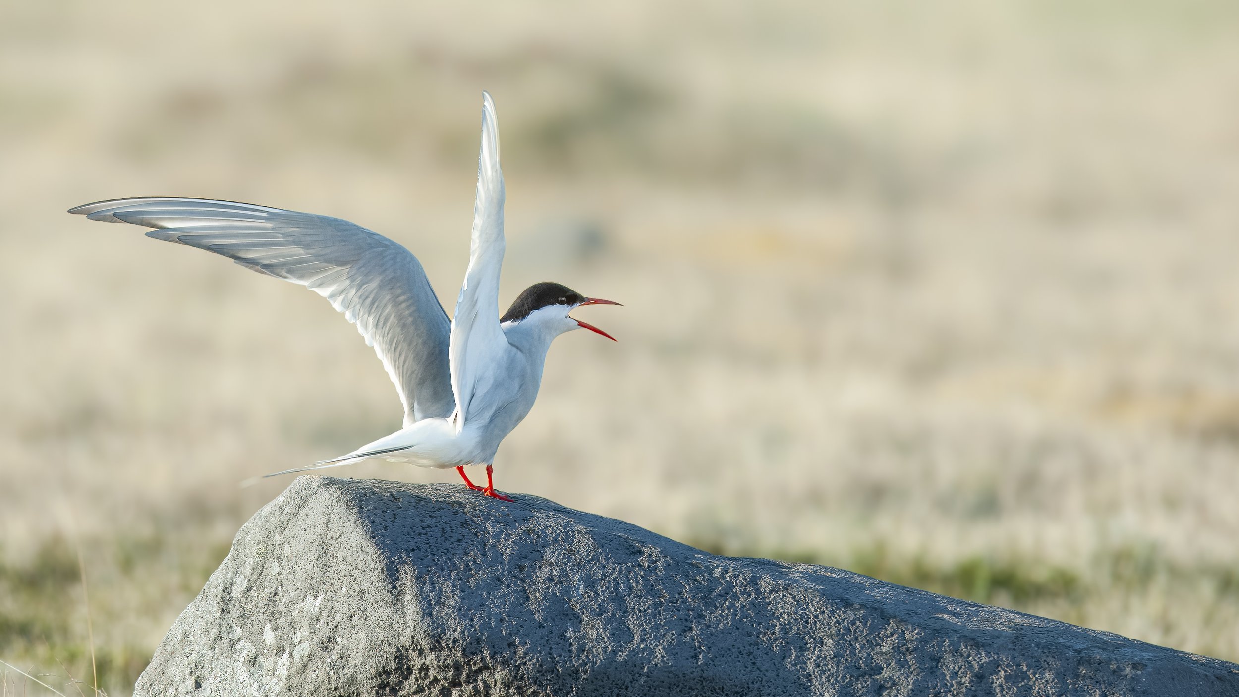 Iceland 2015  (443).JPG