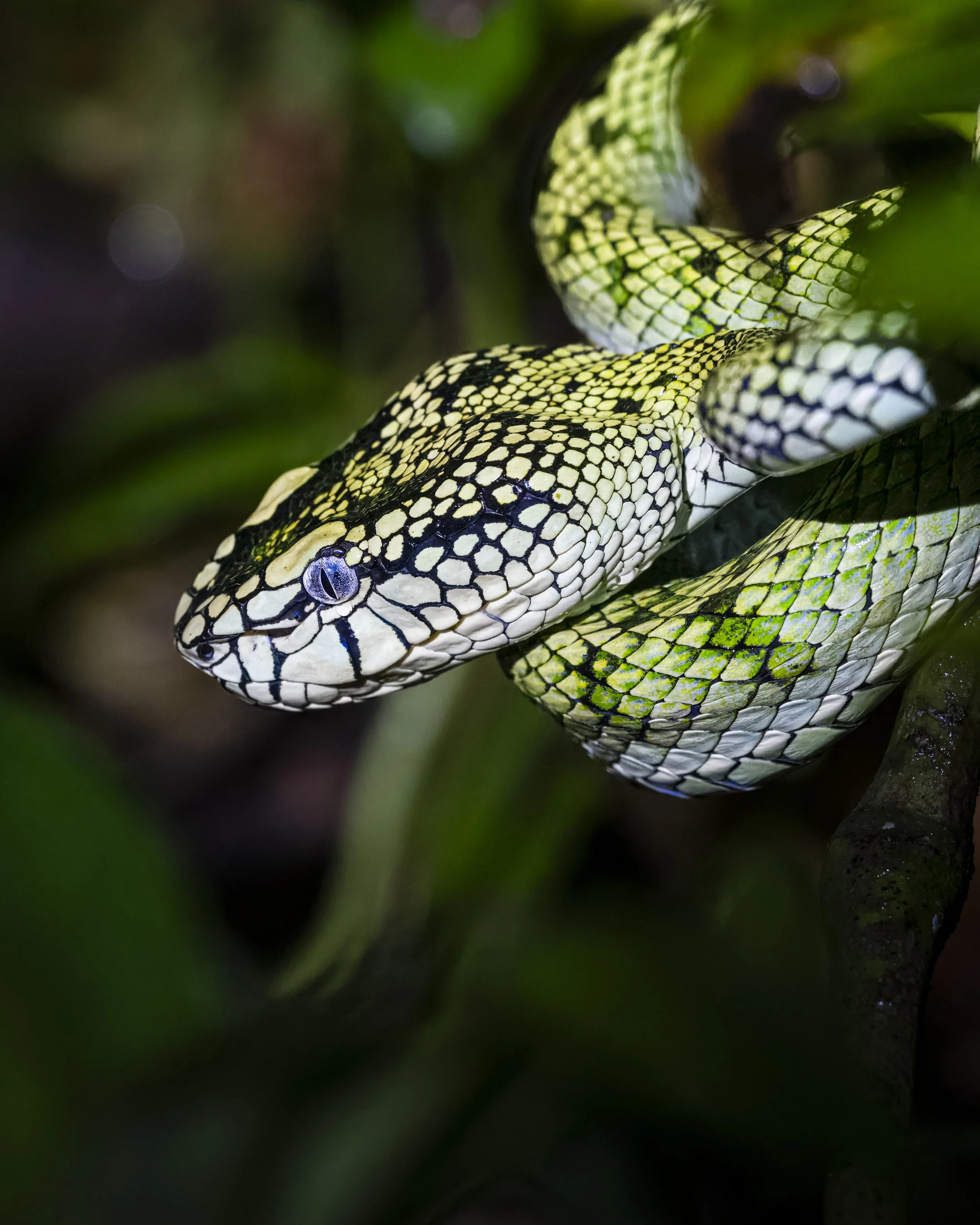 Sing & Borneo (7427).JPG