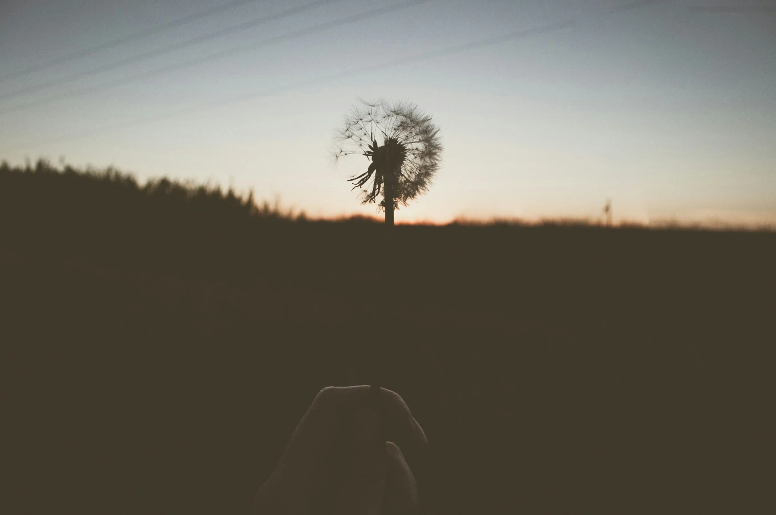 A person holding a dandelion at sunset or sunrise with a clear sky and a silhouette of the horizon in the background.