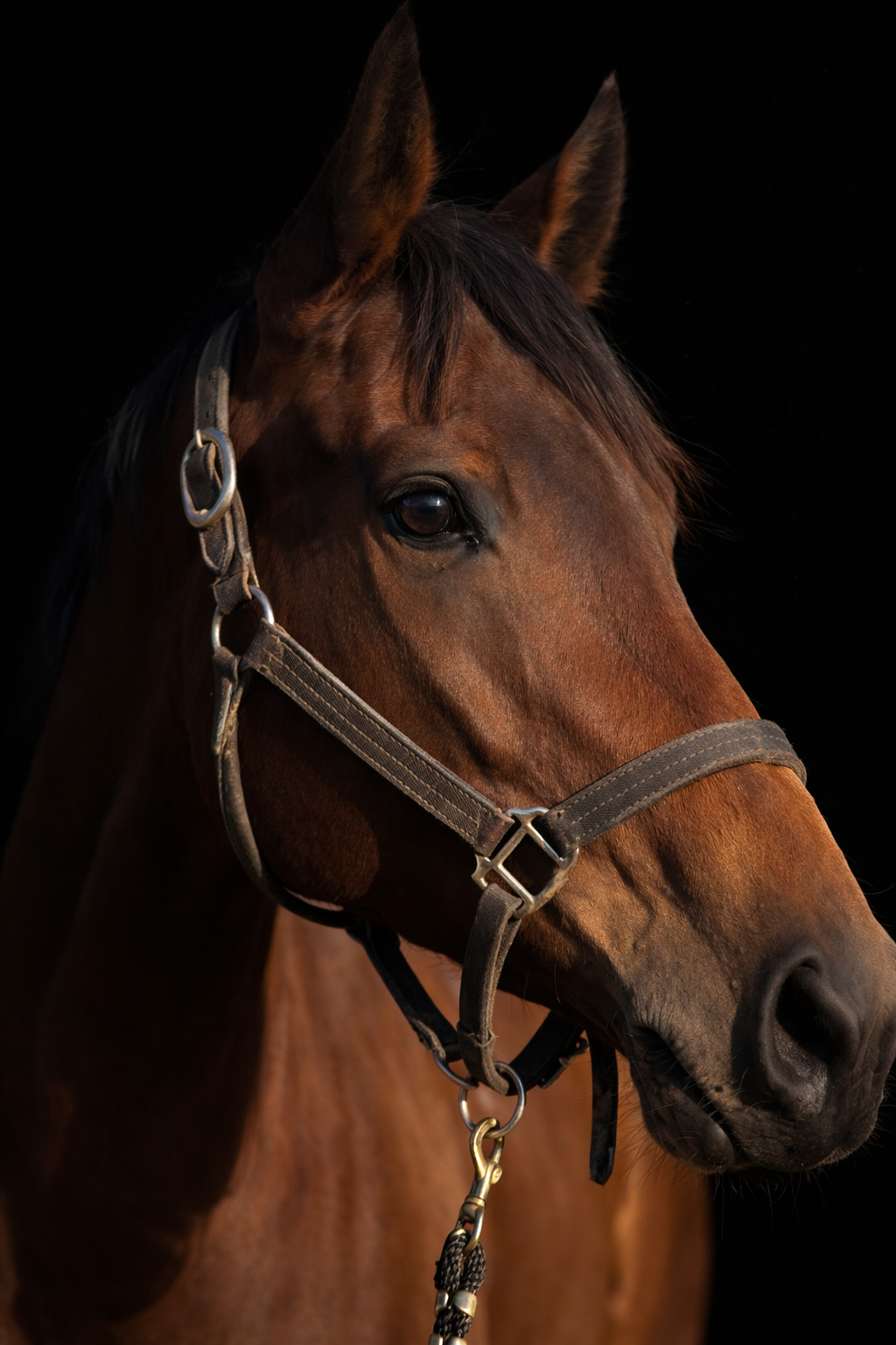 Close-up of a brown horse wearing a halter against a black background.