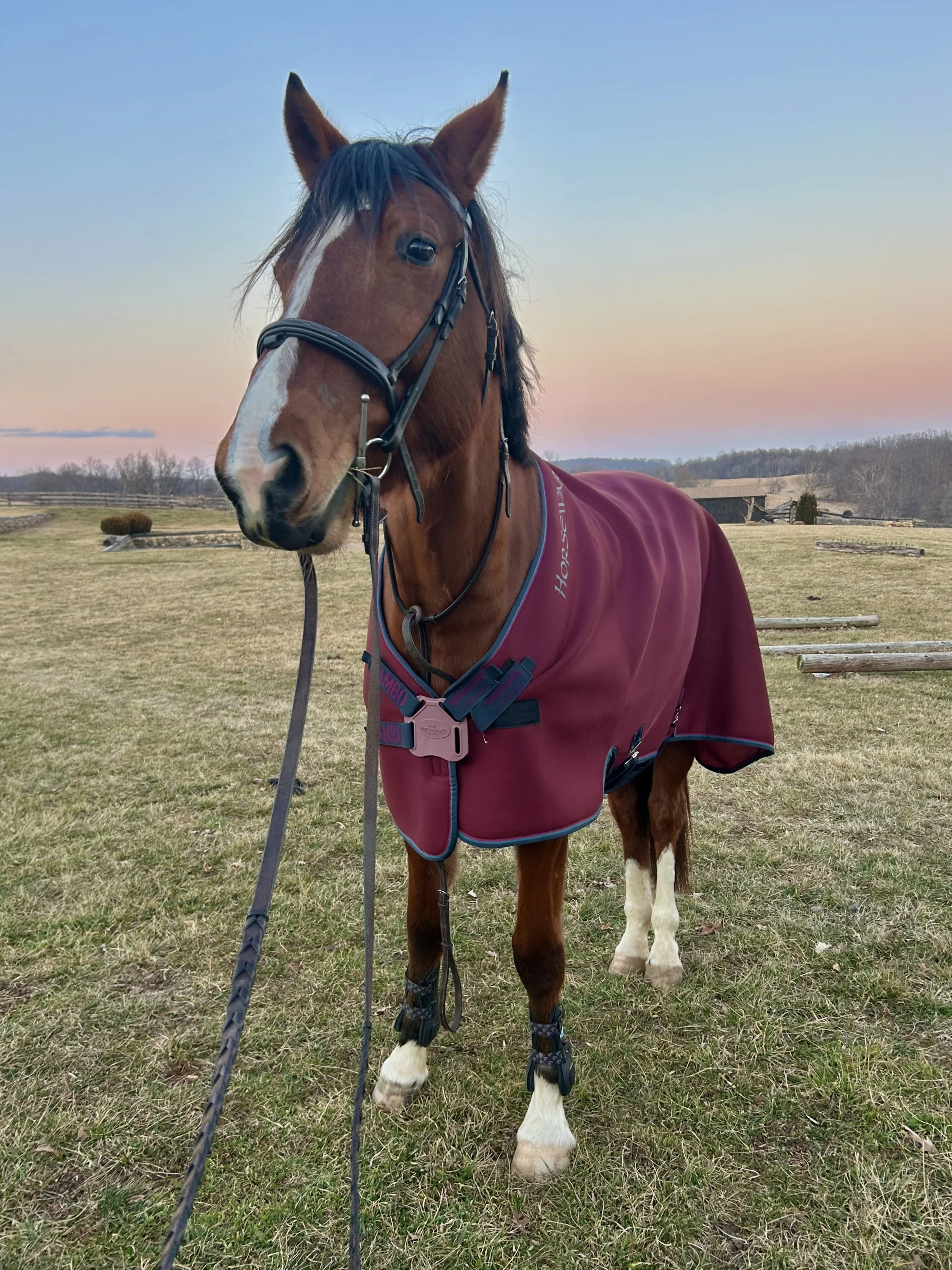A brown horse with a white stripe on its face standing on grass at sunset, wearing a burgundy blanket and a bridle.