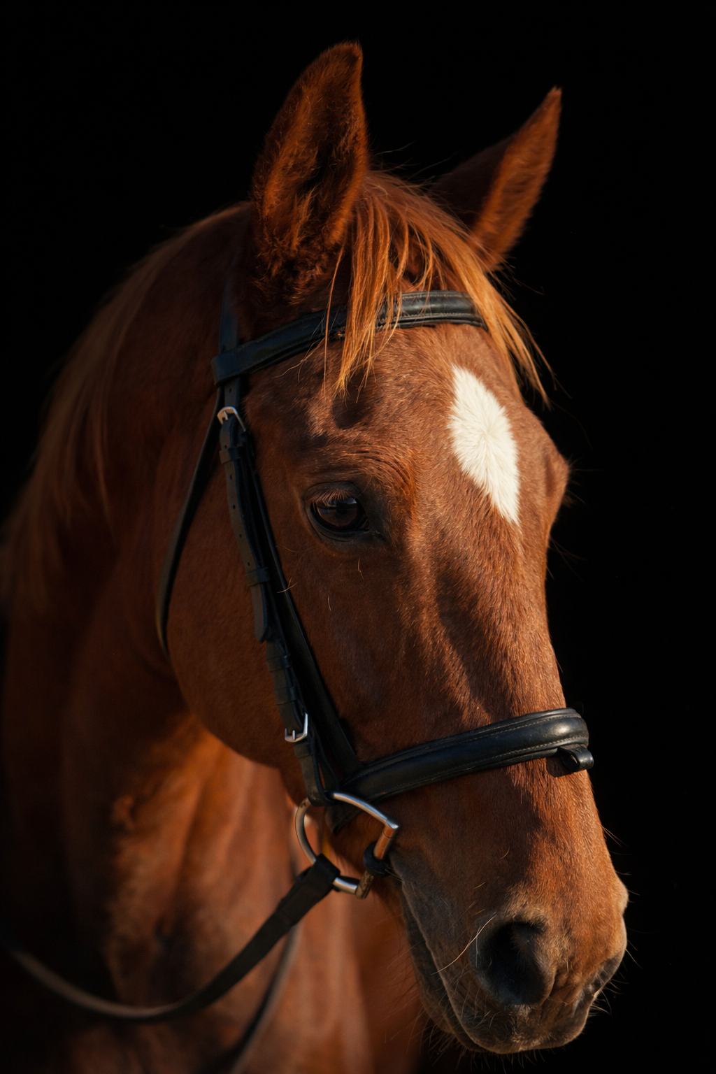 Close-up of a brown horse with a white star on its forehead, wearing a black bridle against a black background.
