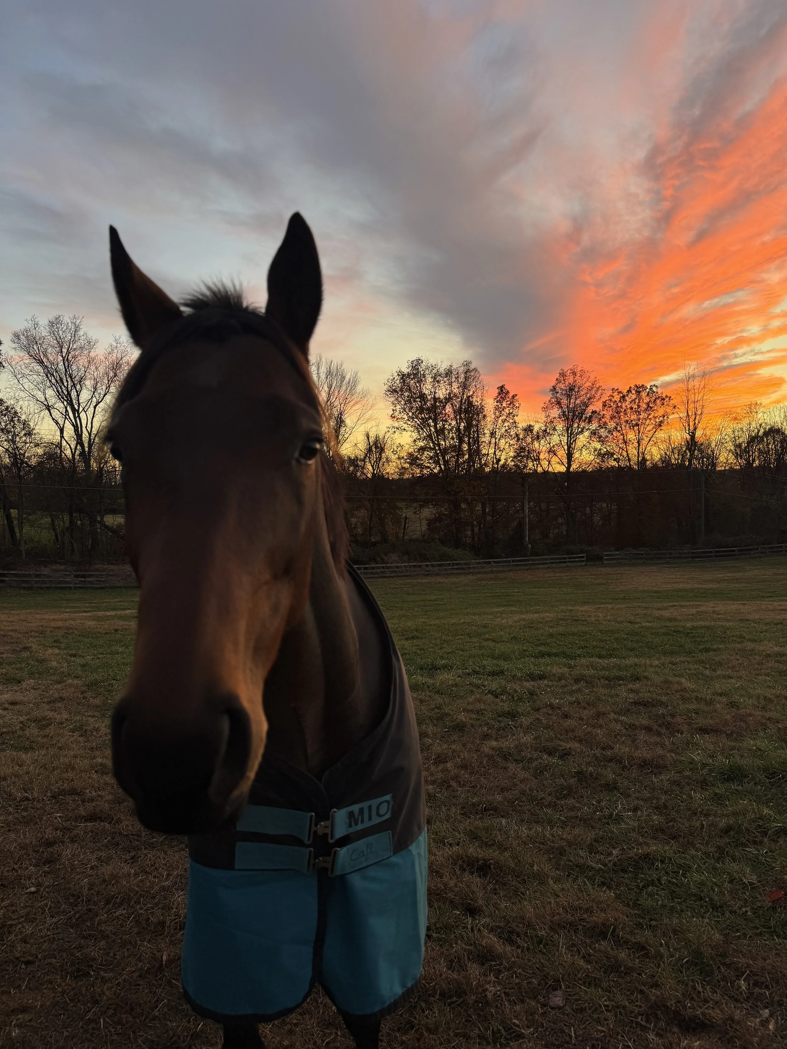 Close-up of a horse wearing a blue and black blanket, standing in an outdoor field at sunset with colorful sky and trees in the background.