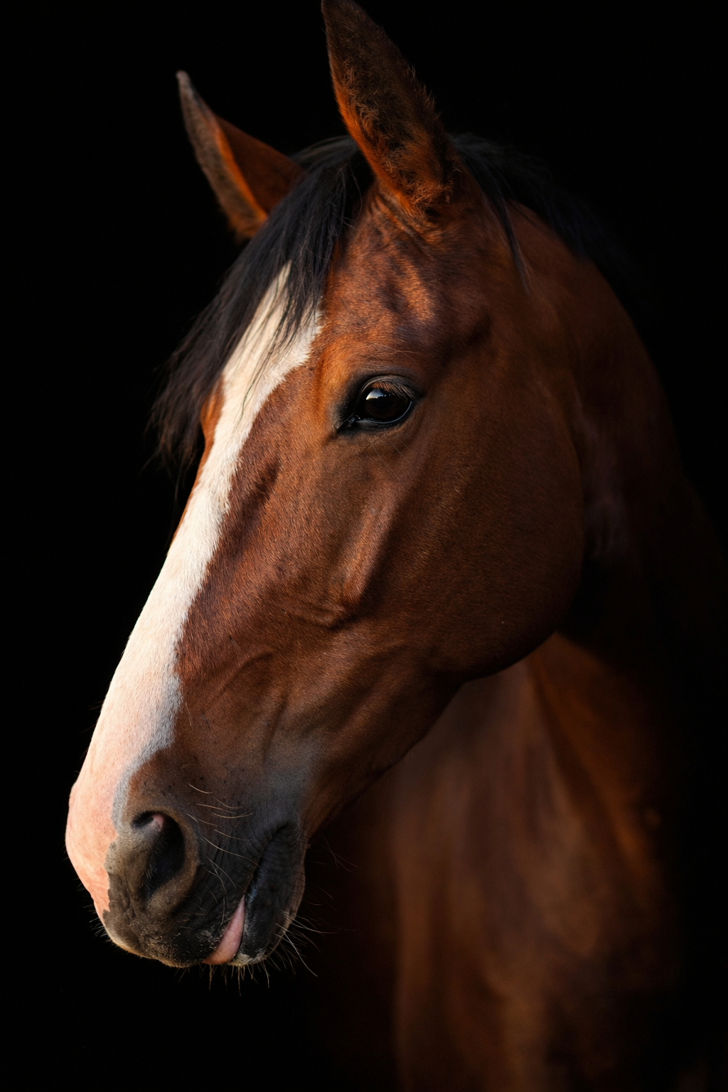 Close-up of a chestnut-colored horse's face against a black background, showing detailed features like the eye, ear, and white marking on the nose.