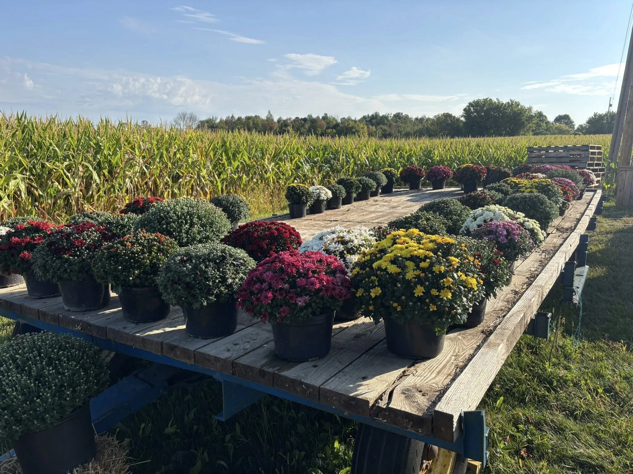 A display table with potted flowers including chrysanthemums and asters, set outdoors next to a cornfield on a sunny day.