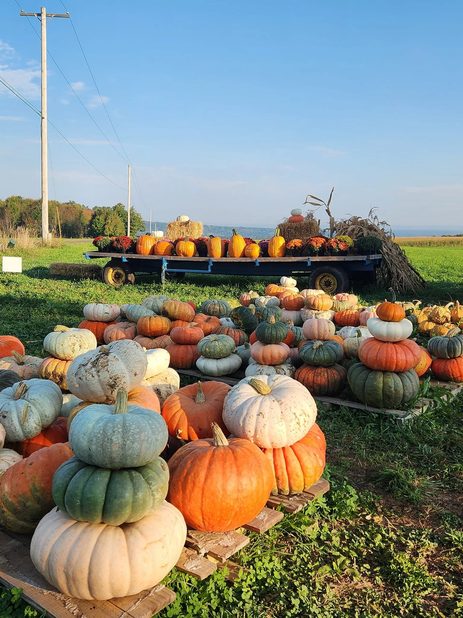Pumpkins and gourds of various colors and sizes scattered on the ground and on a cart in a farm field on a clear day.