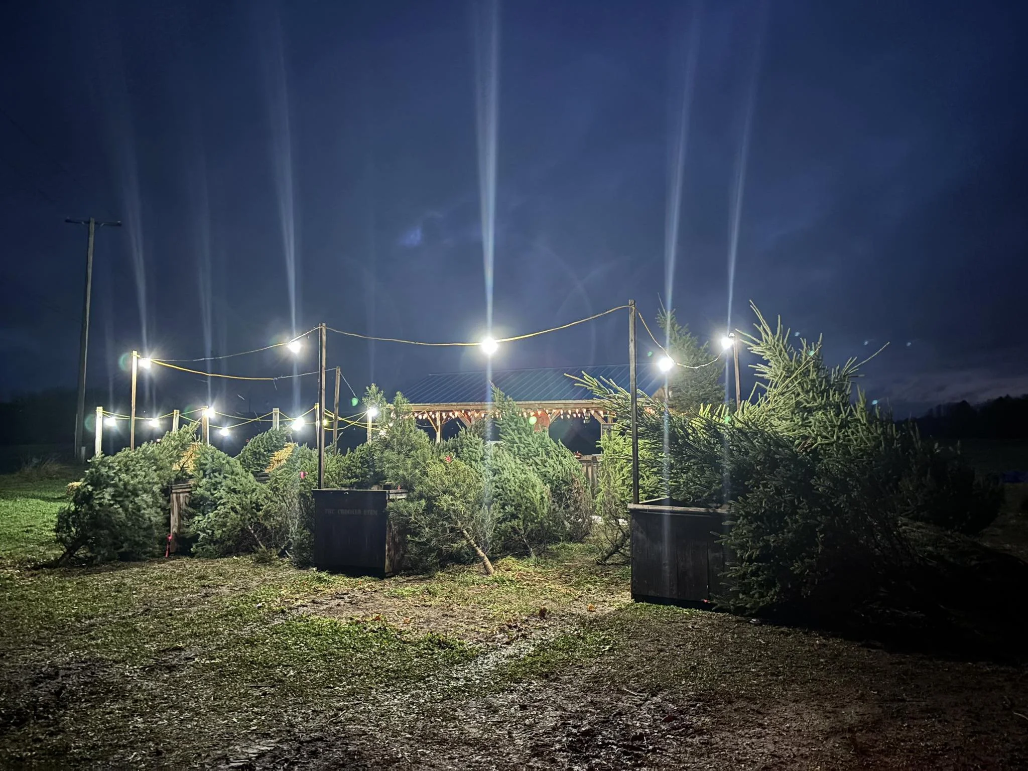 Nighttime outdoor scene with illuminated string lights hanging above bushes and small trees, with a dark sky in the background.