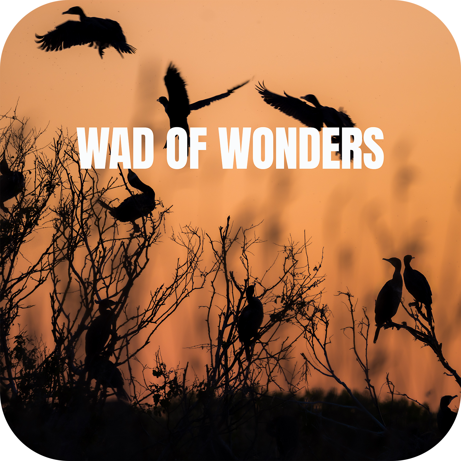 WAD OF WONDERS PRINTS