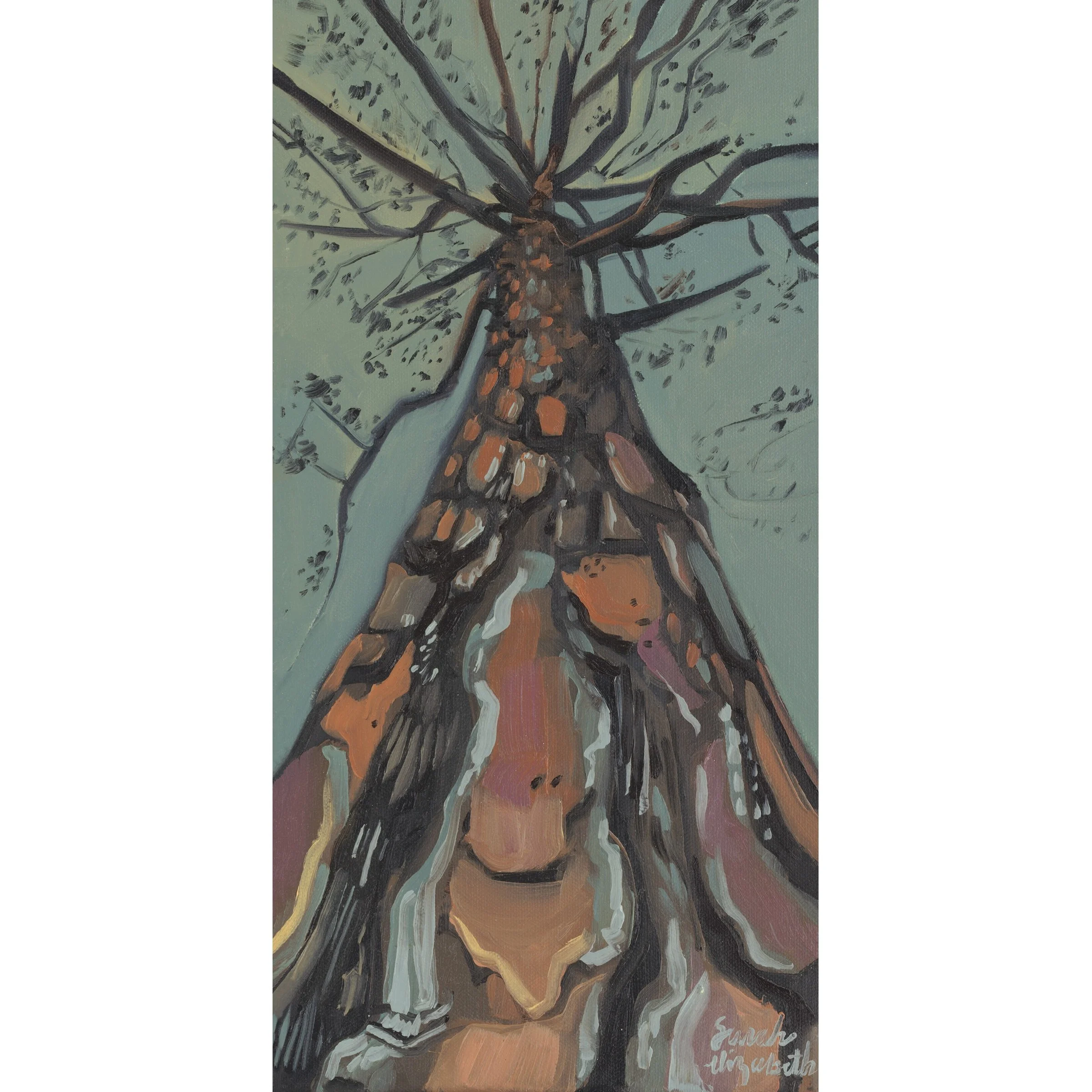 Looking up Pine
