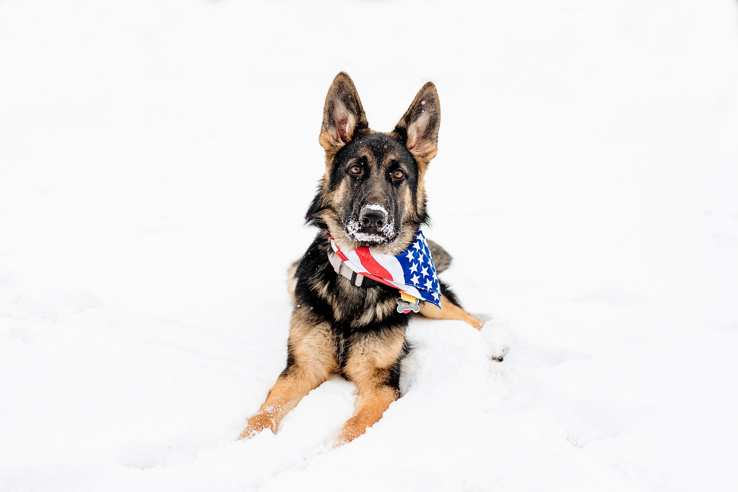German Shepherd dog lying in snow, wearing a bandana with American flag design.