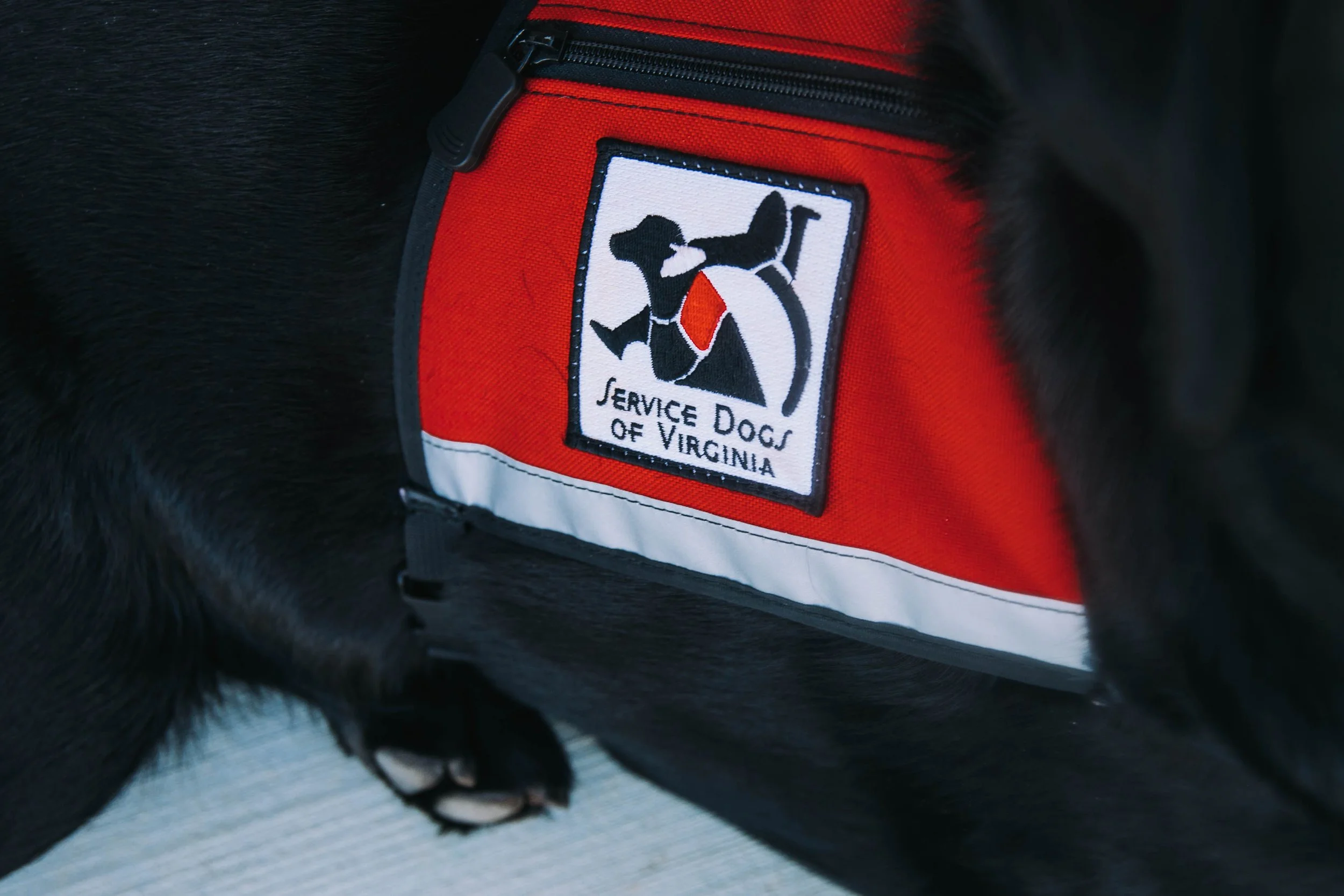 Close-up of a service dog patch on a red vest, showing a silhouette of a dog with a red tie and the text 'Service Dogs of Virginia'.