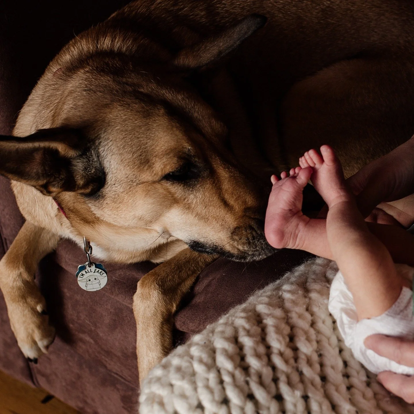 #jennifernorrickphotography #newborn #newbornphotographer #RapidCitynewbornphotographer #SouthDakotanewbornphotographer #BlackHillsnewbornphotographer #photographer #RapidCityphotographer #SouthDakotaphotographer #BlackHillsphotographer #brandnewlitt