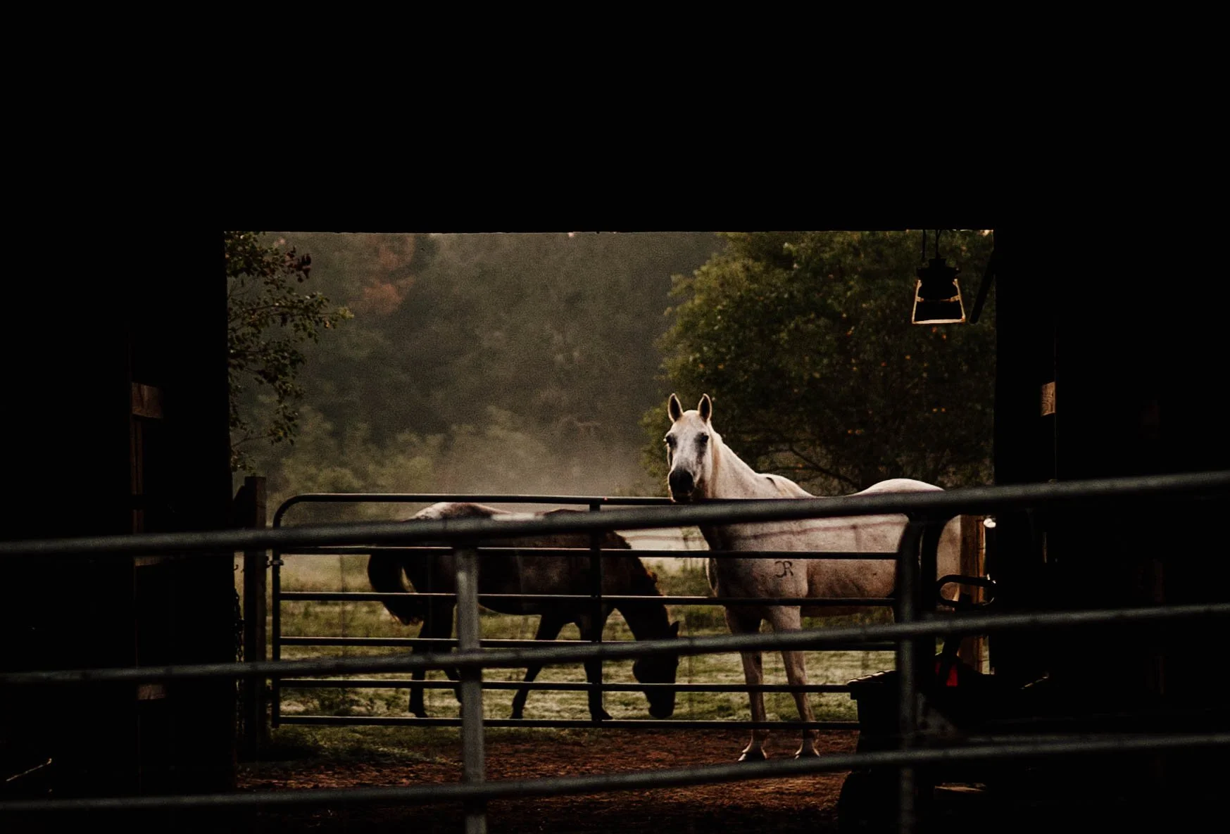 A white horse looking towards the camera inside a stable, with a black horse grazing in the background and trees outside.