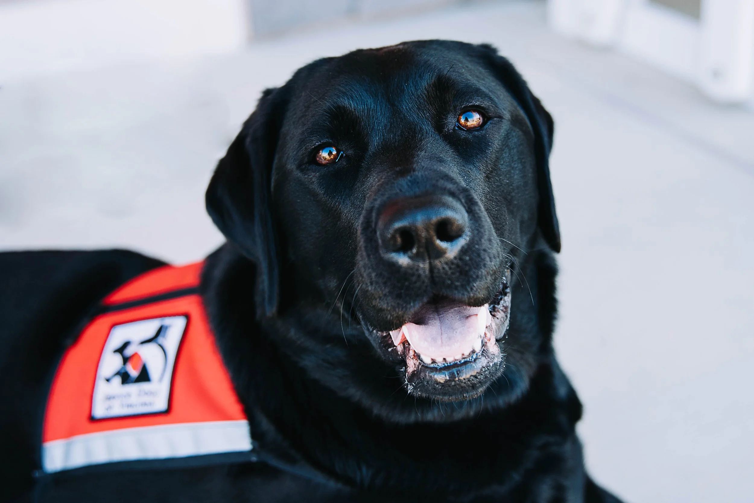 A black service dog with a red and white vest sitting on a light-colored surface indoors.