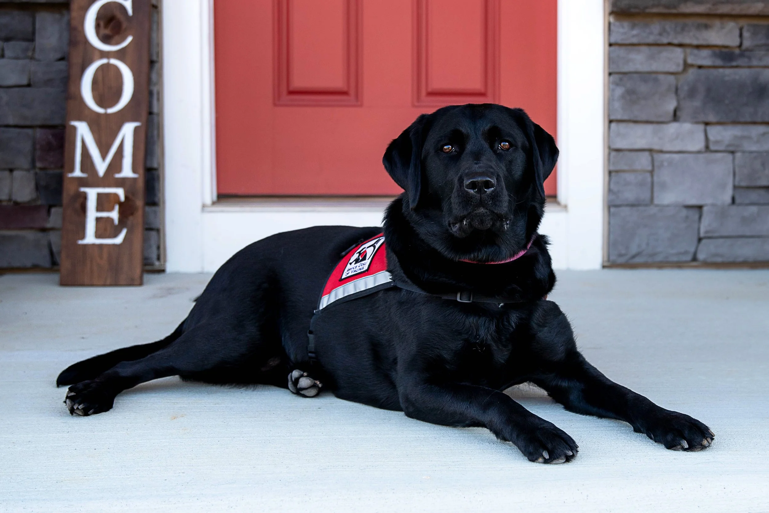 A black service dog lying on the porch of a house, wearing a red and black harness with an assistance patch, in front of a red door and stone wall, next to a wooden sign that says 'HOME'.