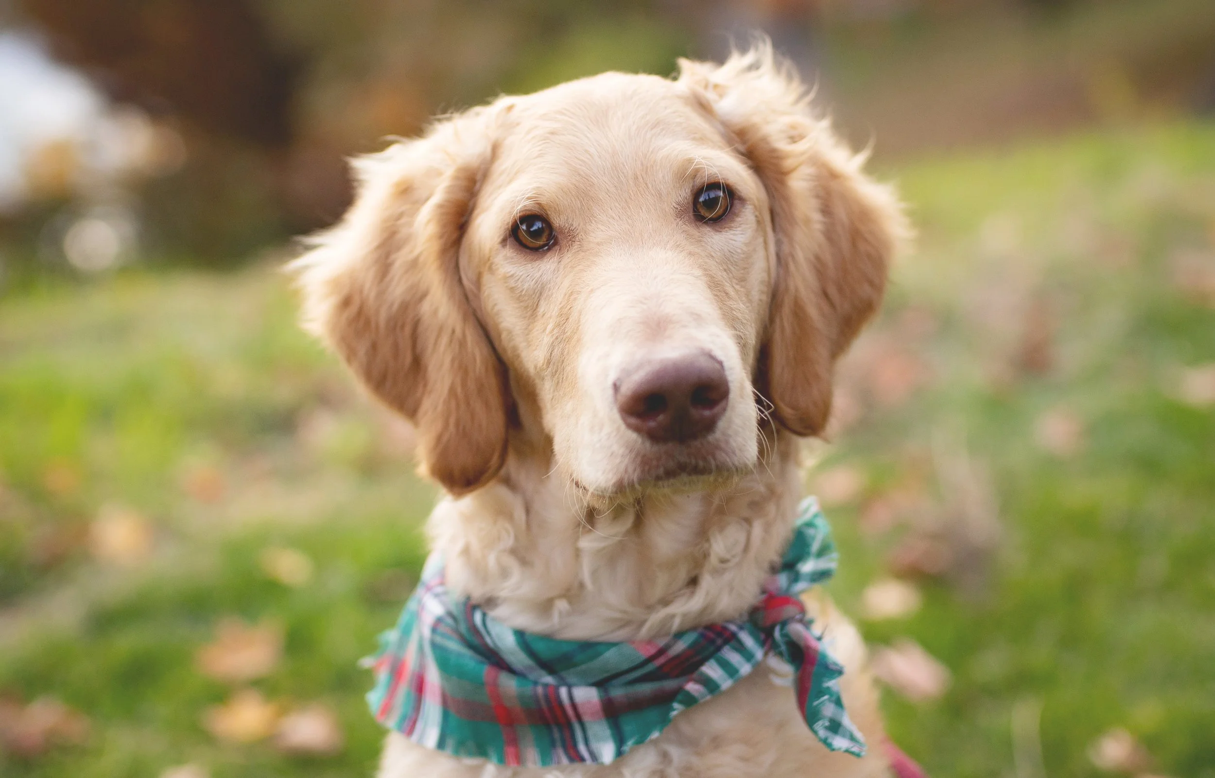 Close-up of a golden retriever dog wearing a plaid bandana outdoors on grass.