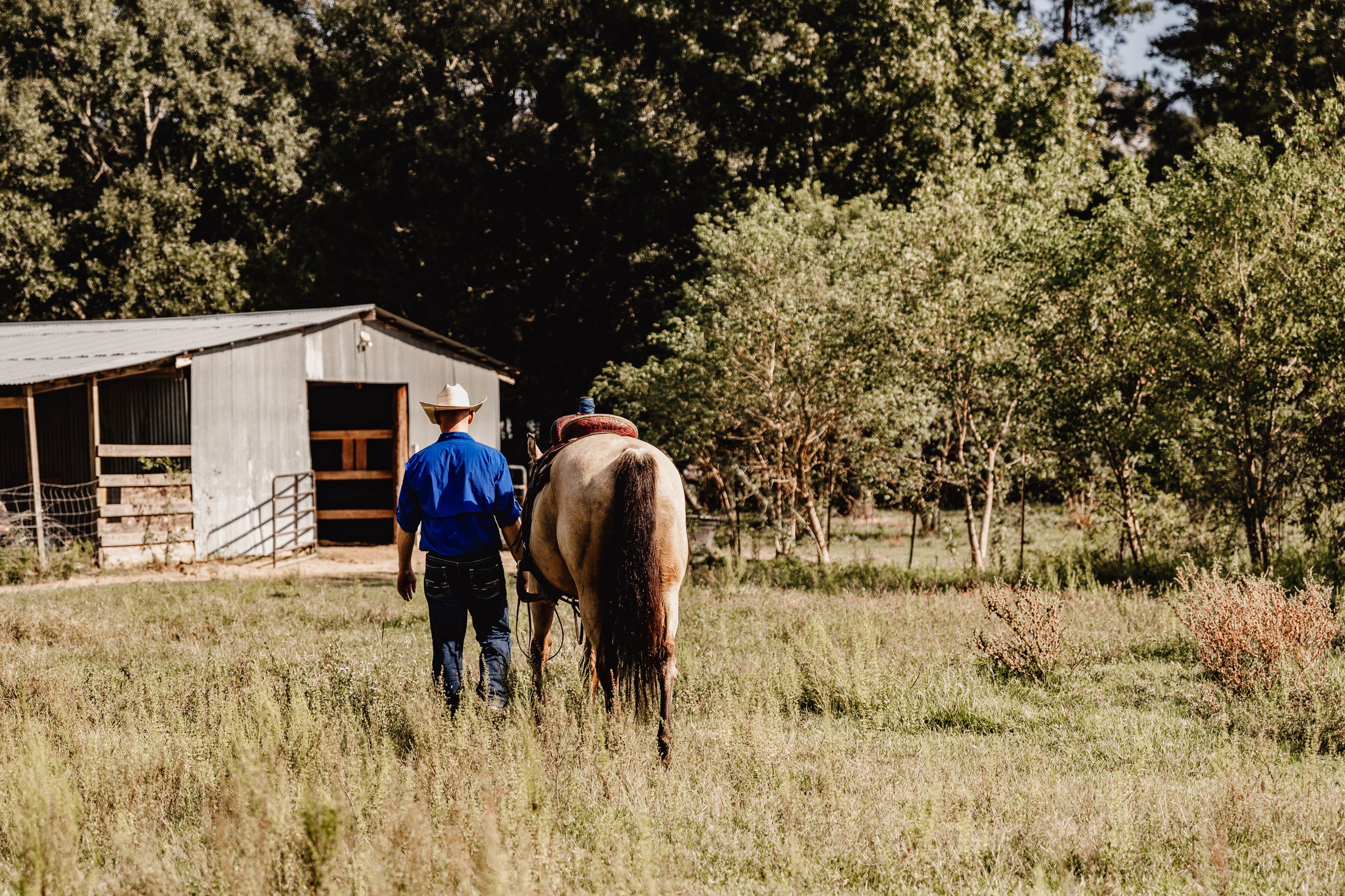 A person in a blue shirt and cowboy hat walking alongside a light-colored horse towards a barn, with trees in the background.