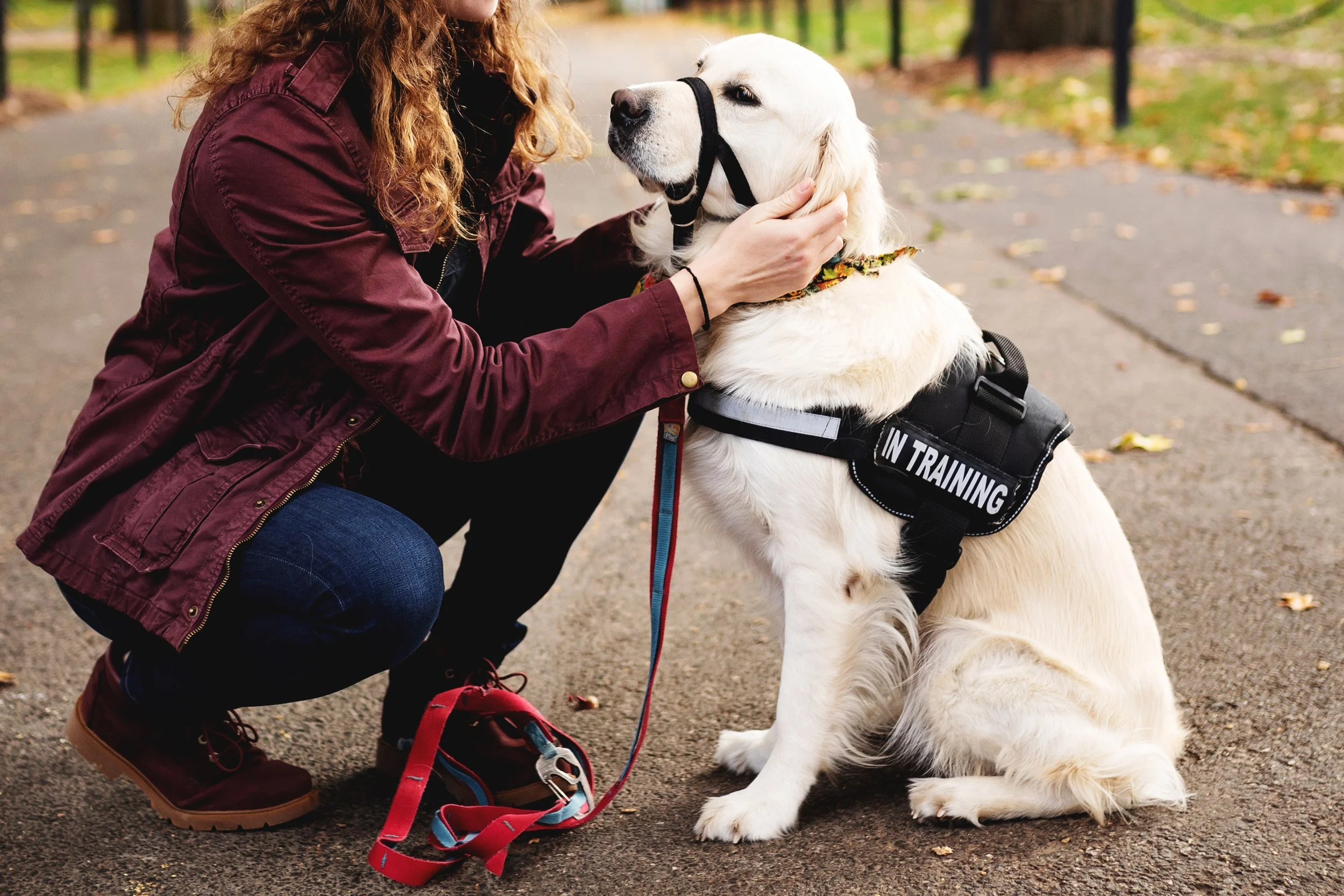 A woman kneeling on an outdoor path, adjusting a service dog in training, a Golden Retriever, who is sitting and wearing a harness labeled "In Training." The woman is gently holding the dog's face, and the dog has a black halter on its snout. The sce