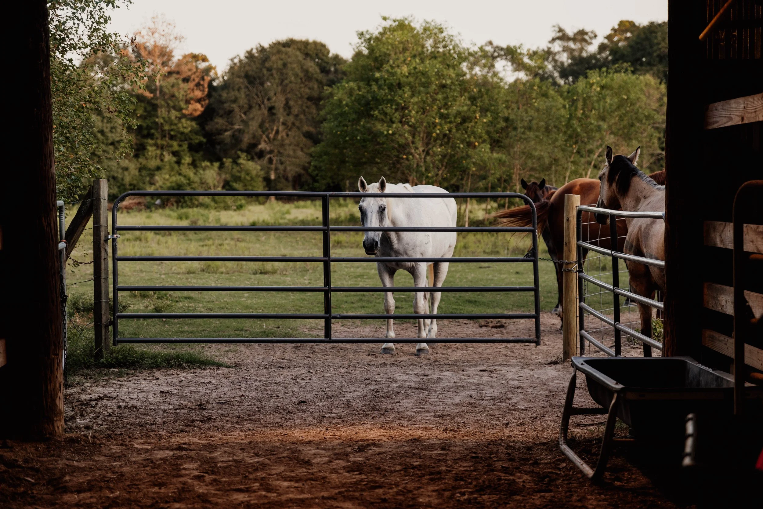 A white horse standing behind a metal gate in a farm with green trees in the background.
