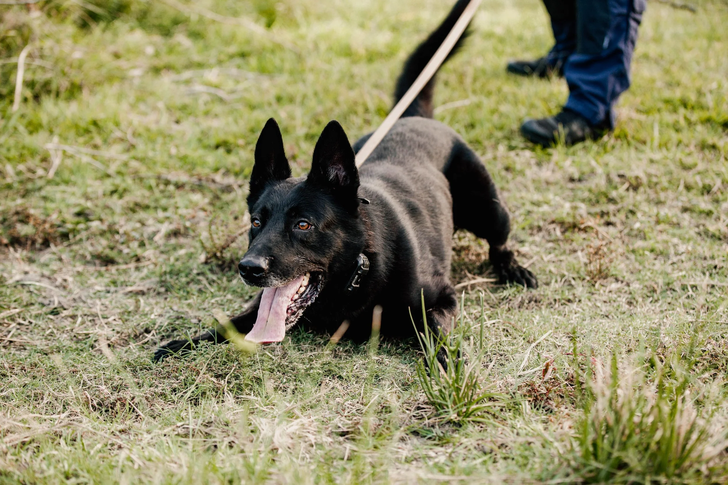 Black dog lying on grass with tongue out, on a leash, outdoors.