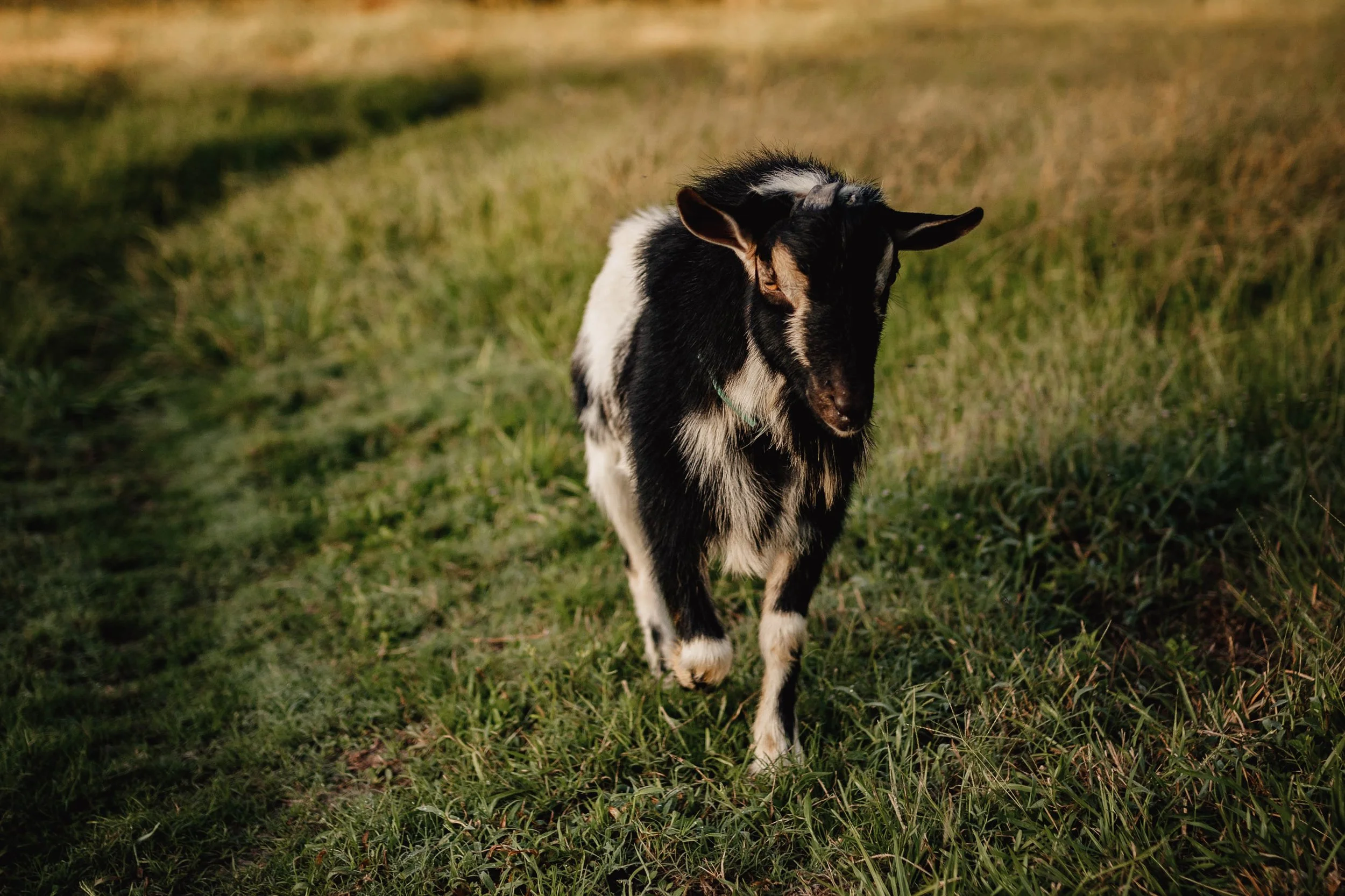 A black and white young goat walking on green grass in an outdoor setting.