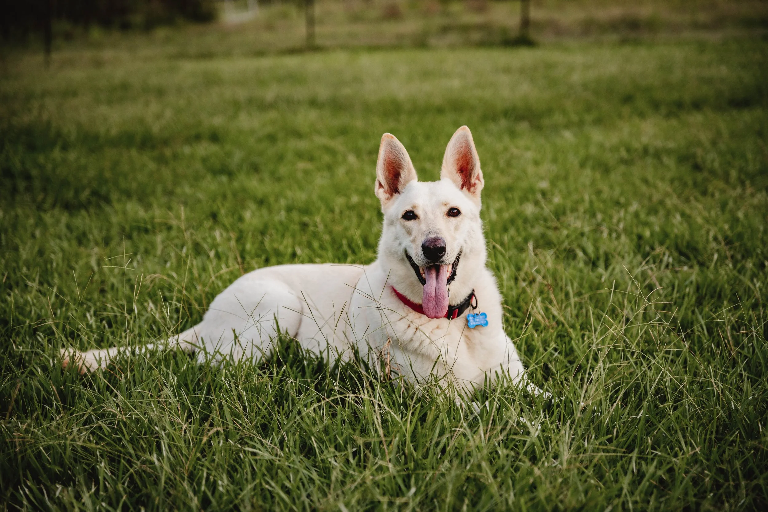 White dog lying on green grass, with tongue out and ears up, wearing a red collar with a blue tag.