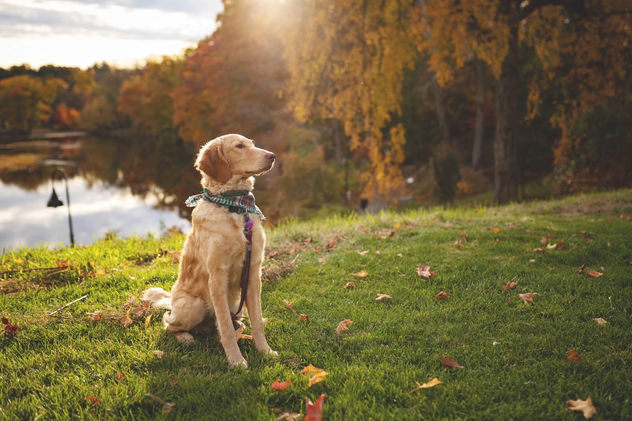 A golden retriever puppy sitting on grass near a lake, surrounded by fall foliage during sunset.