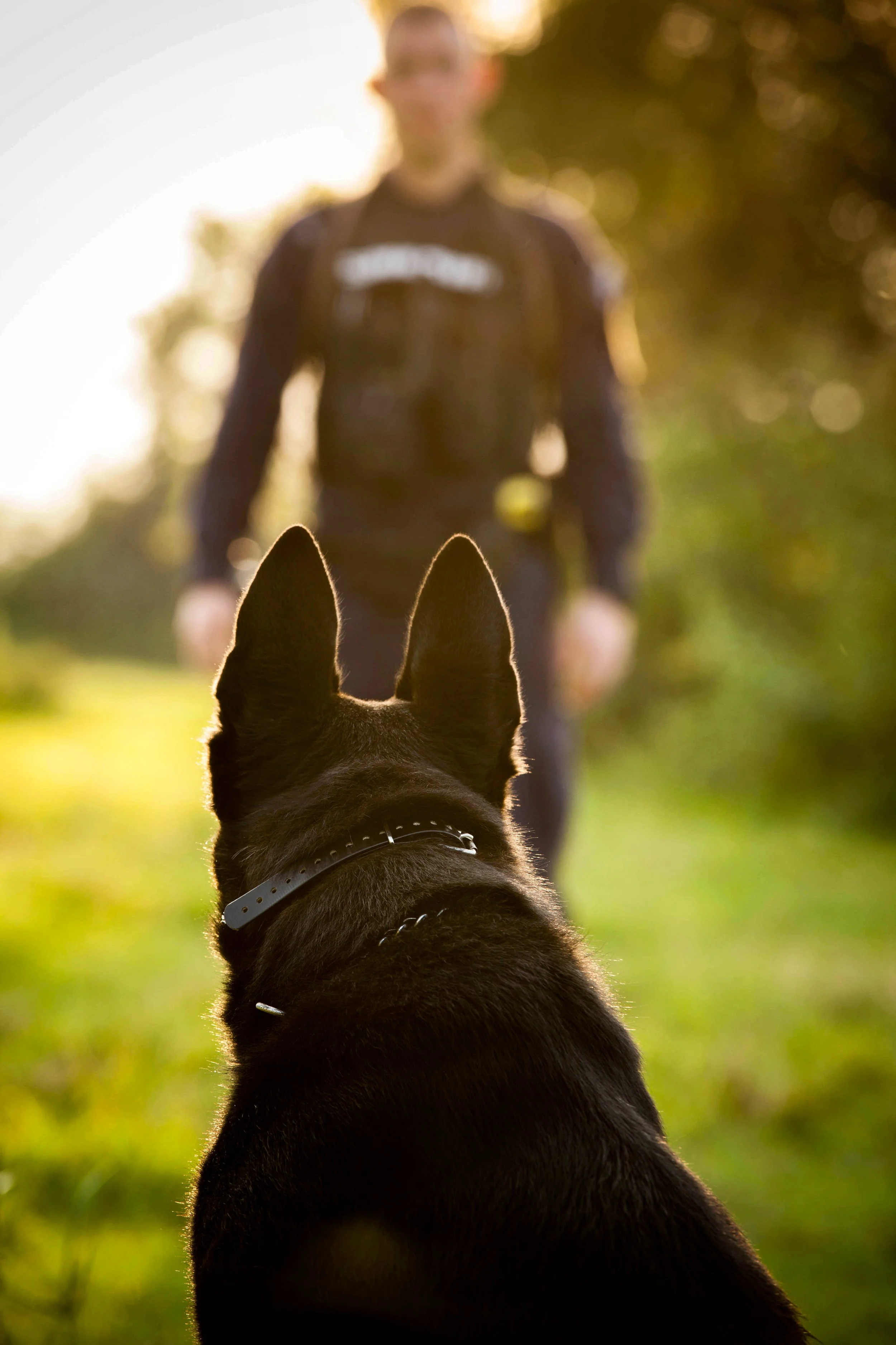 A black dog with pointed ears wearing a collar, sitting outdoors and facing a person in the distance with blurred background and warm sunlight.