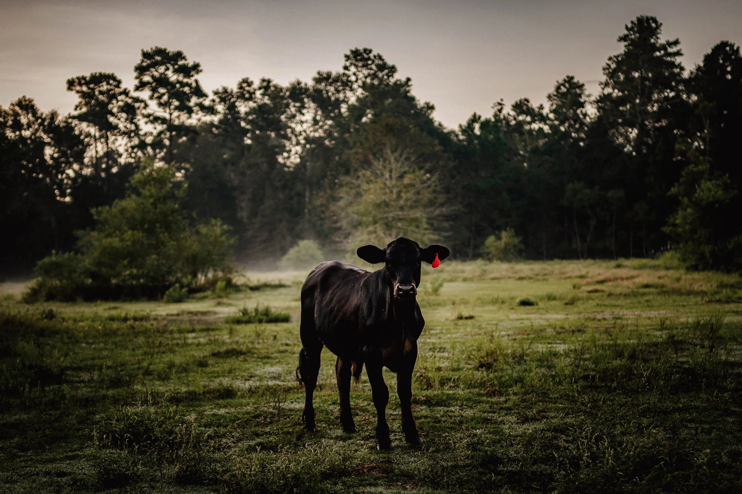 A black cow standing in a grassy field with trees in the background during dusk.