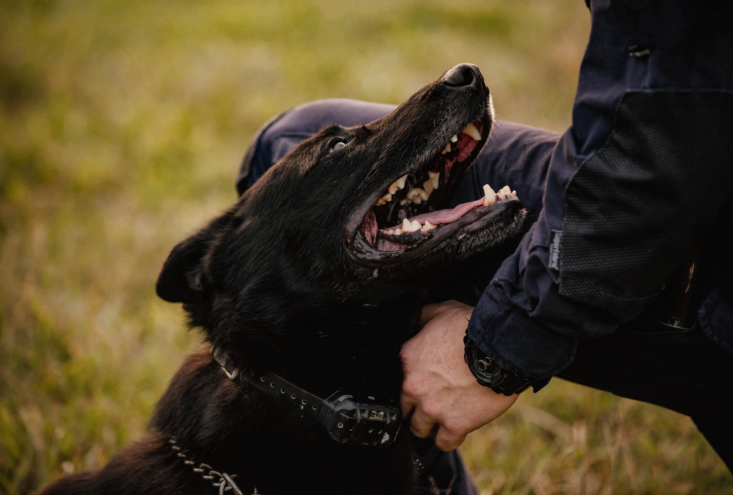 A person holding a large black dog with a collar, as the dog appears to be playfully or aggressively showing its teeth with an open mouth.