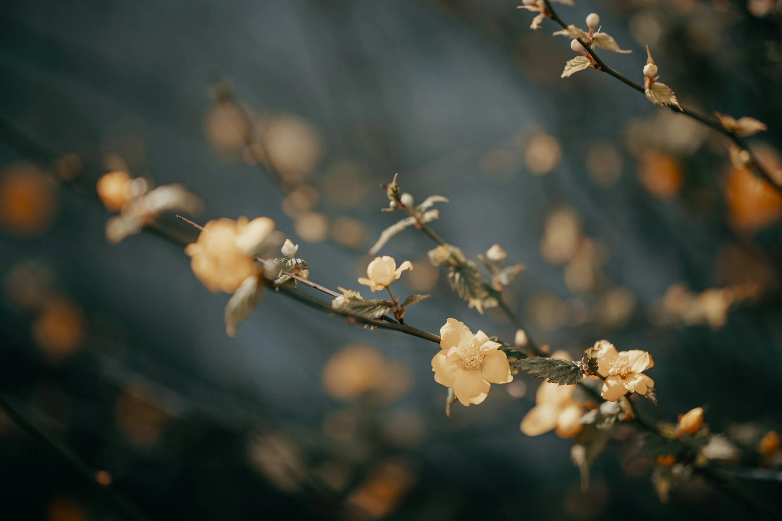 Close-up of a flowering branch with cream-colored blossoms and small leaves, set against a blurred background.