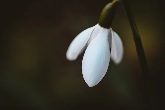 Close-up of a single white snowdrop flower hanging from a dark stem against a blurry dark background.