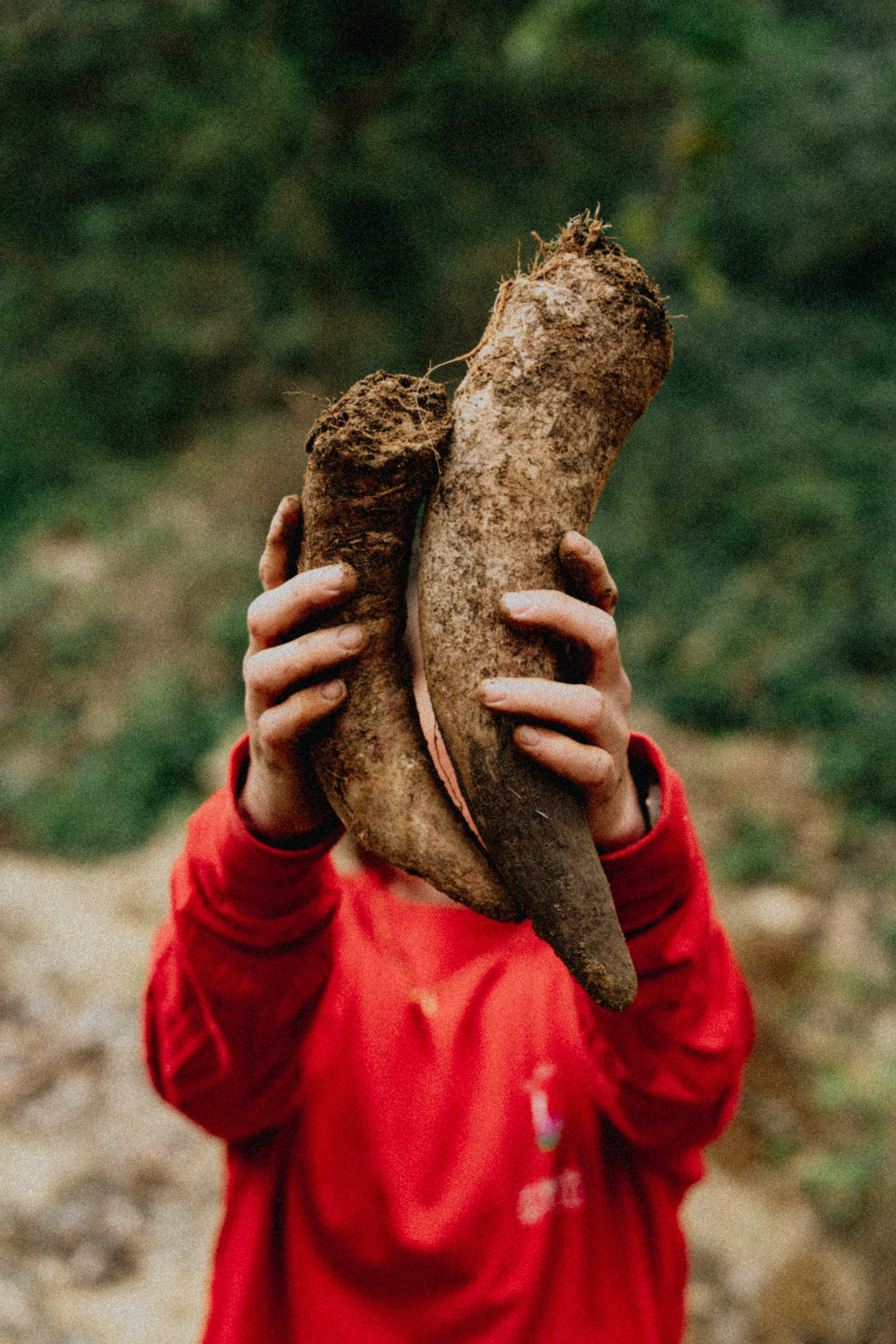 A person in a red jacket holds up two large, dirt-covered roots or tubers outdoors, with a blurry green background.