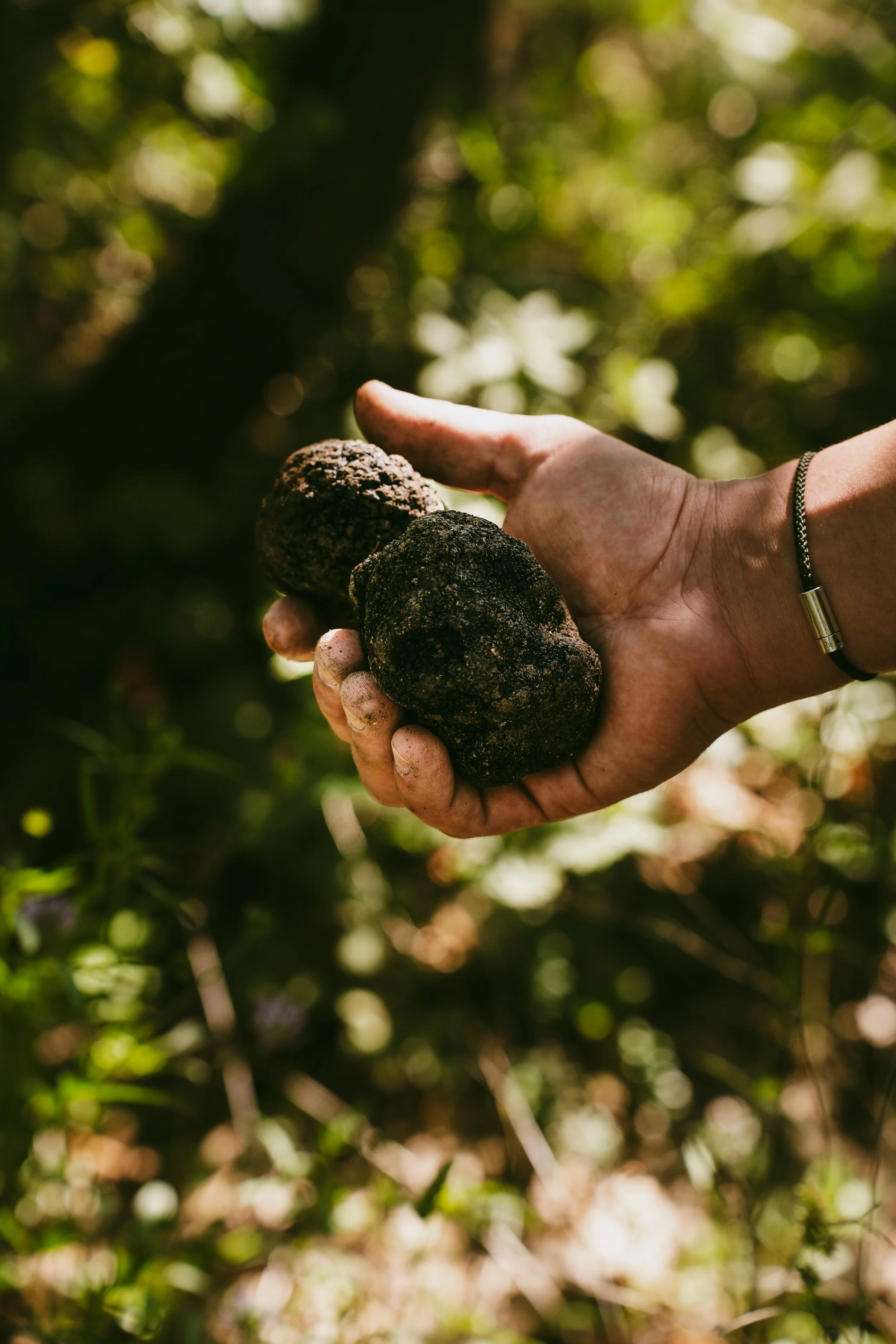 A hand holding three blackened truffles with a blurred forest background.