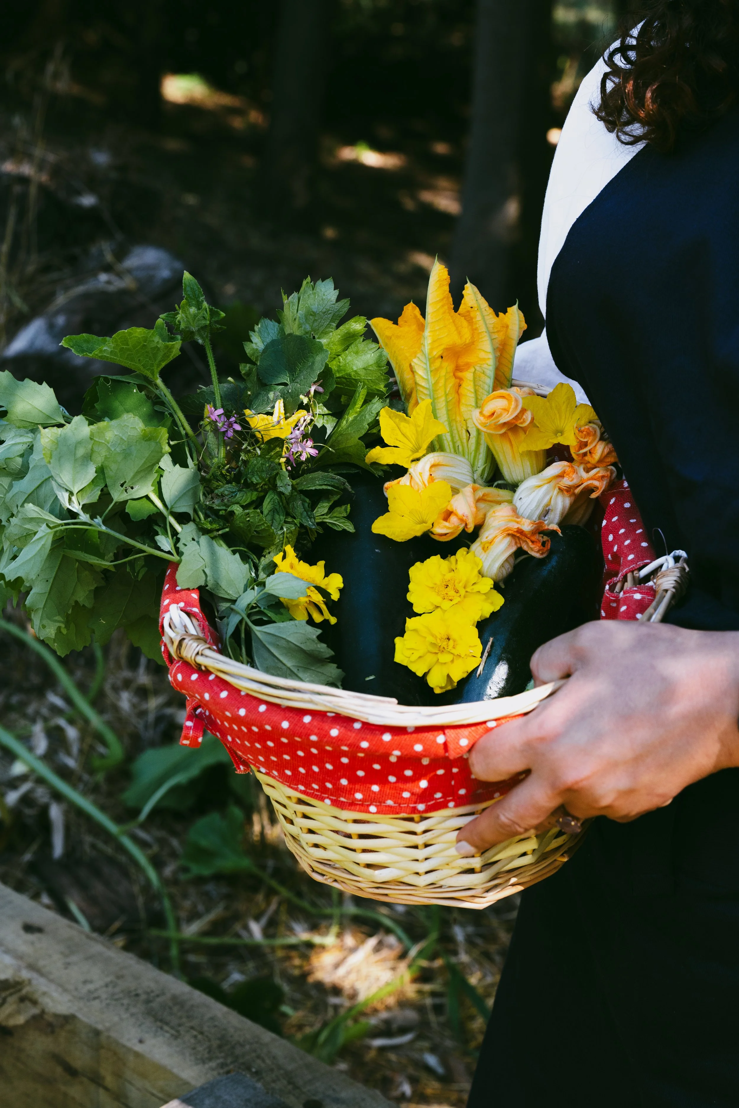 Person holding a basket of freshly picked yellow flowers and green leafy plants outdoors.