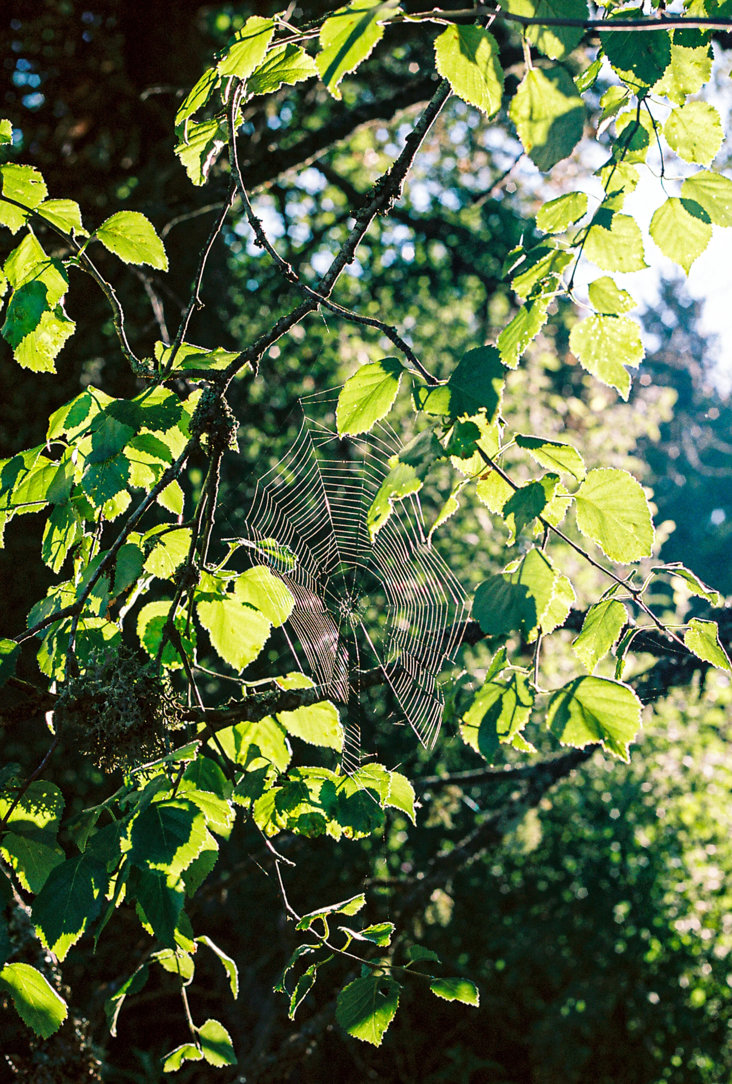 Close-up of green leaves and a spider web on a tree branch with sunlight filtering through.