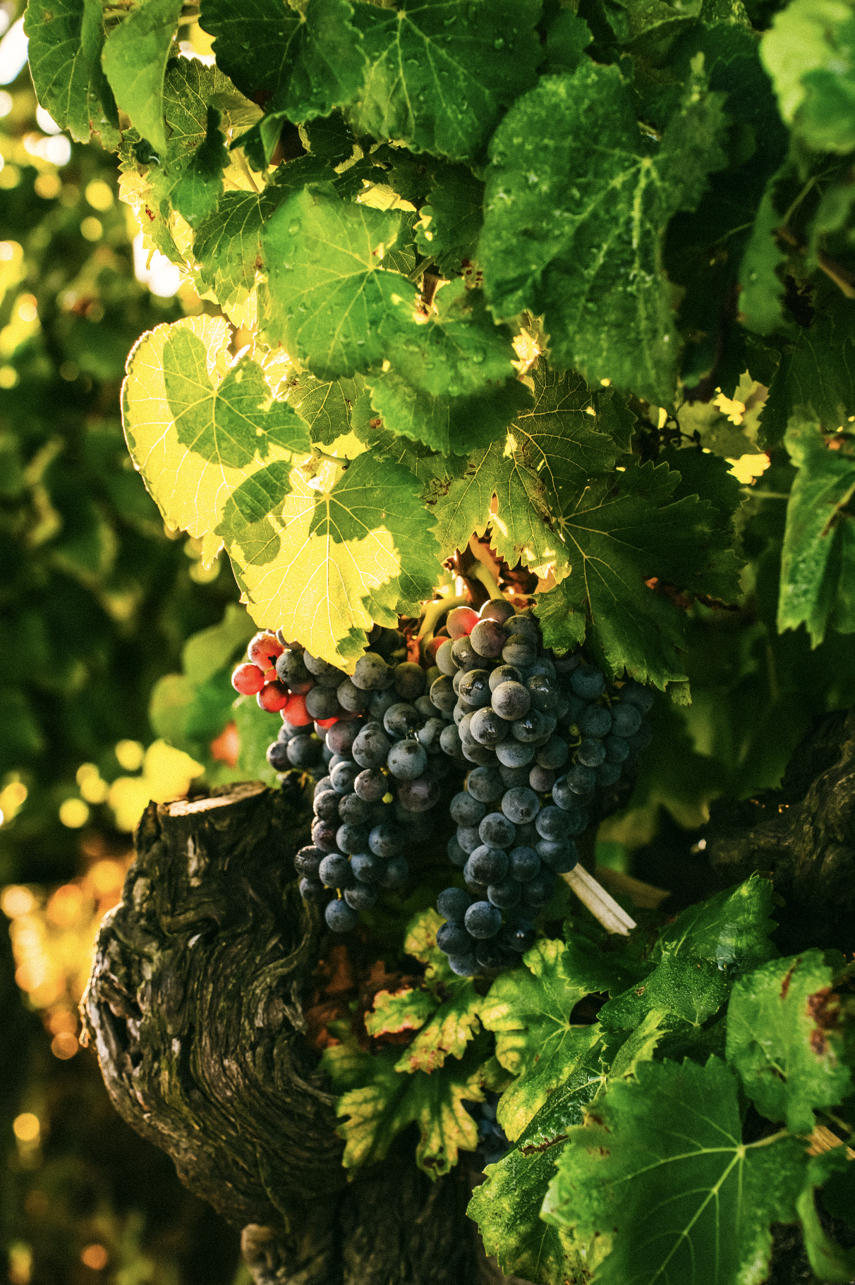 Cluster of dark purple grapes hanging from a vine with green leaves, some of which are backlit by sunlight.