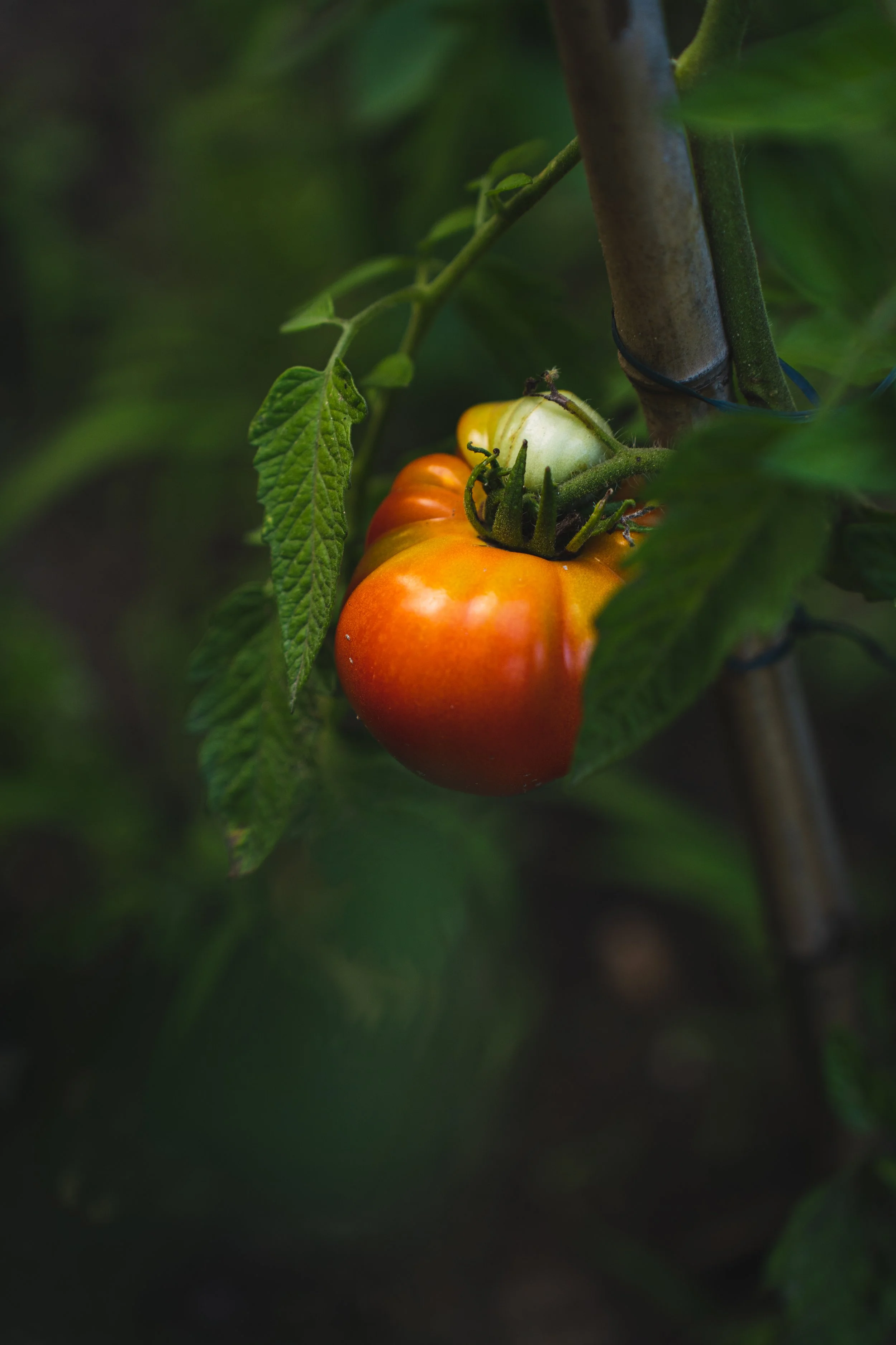 A ripe tomato hanging from a plant with green leaves, supported by a stake.
