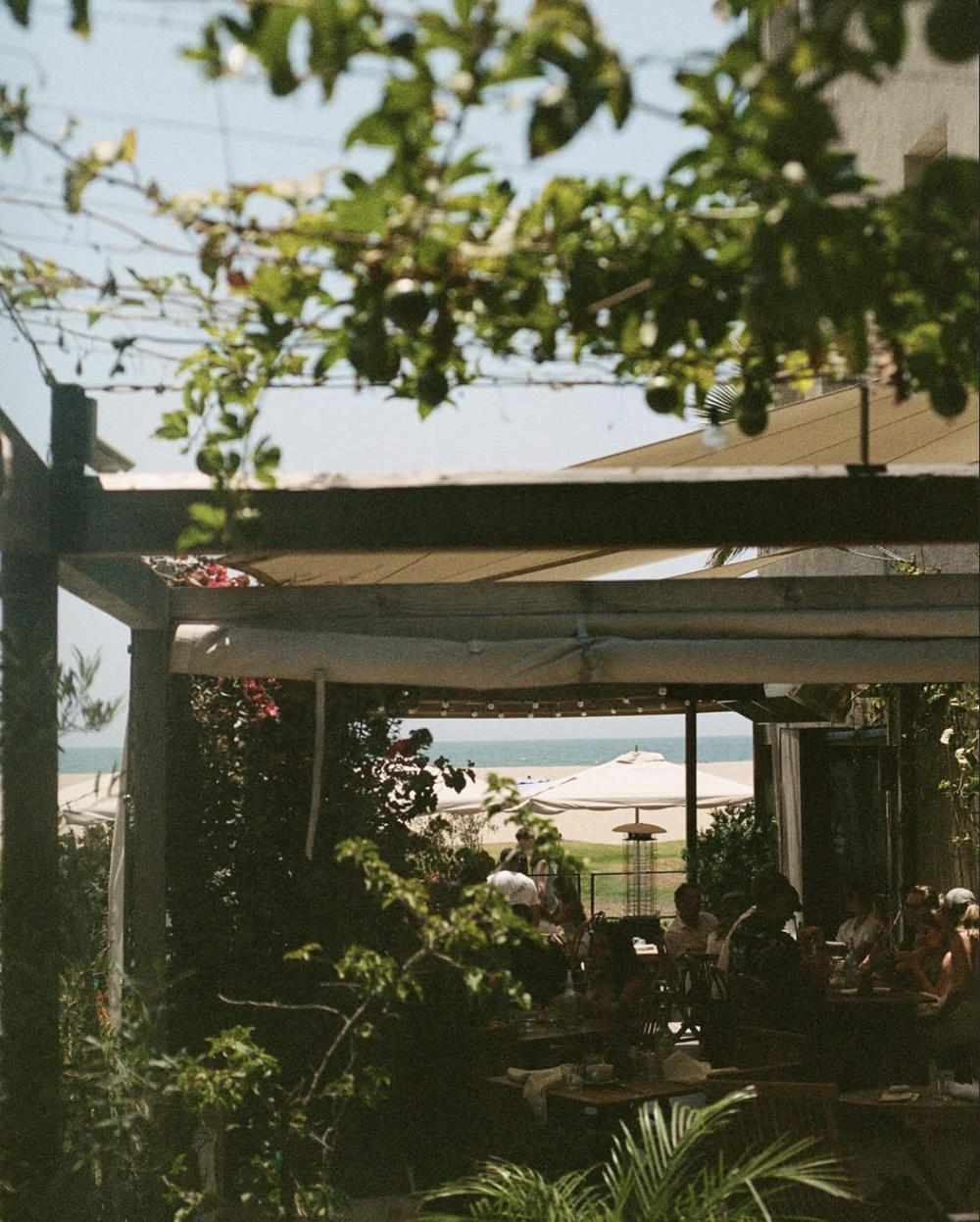 Fig Tree Venice Beach event venue photo 5