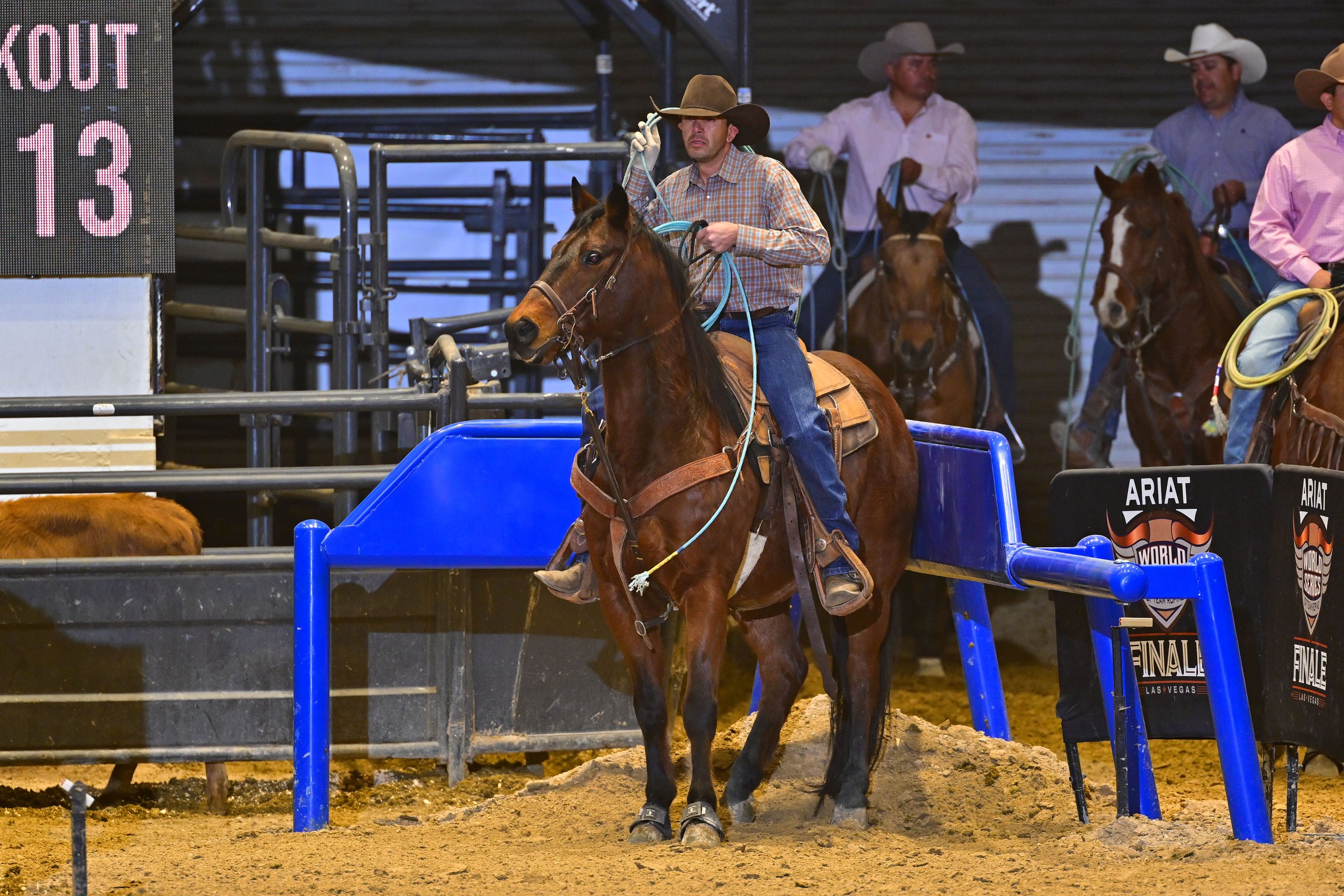 Equine Maintenance Packages