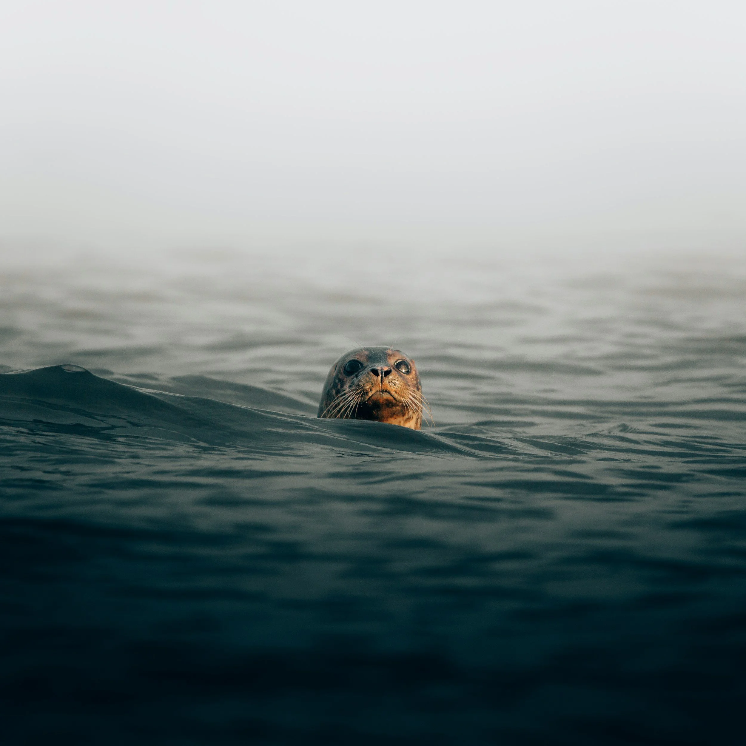 A seal peeking out of the water with only its head visible, surrounded by calm ocean waves under a foggy sky.