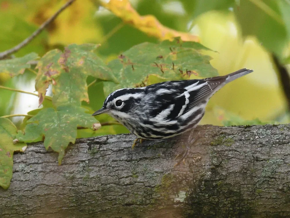 It’s Warbler Migration Time!