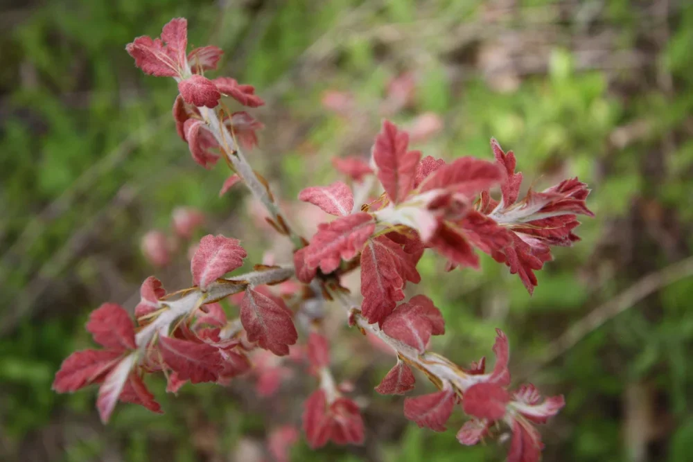 Spring Emphemerals at Atherton Island Natural Area